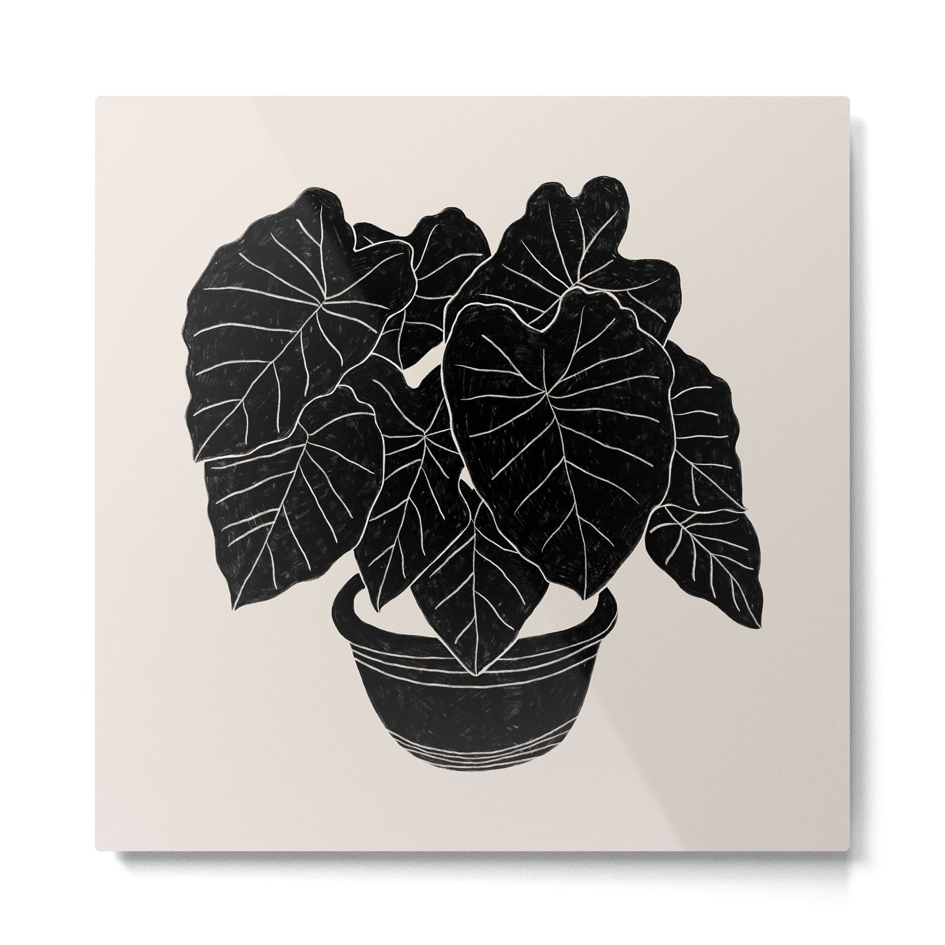 Black & White Plants / Elephant Ear Metal Print | TeksDecor