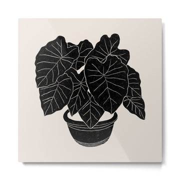 Black & White Plants / Elephant Ear Metal Print | TeksDecor