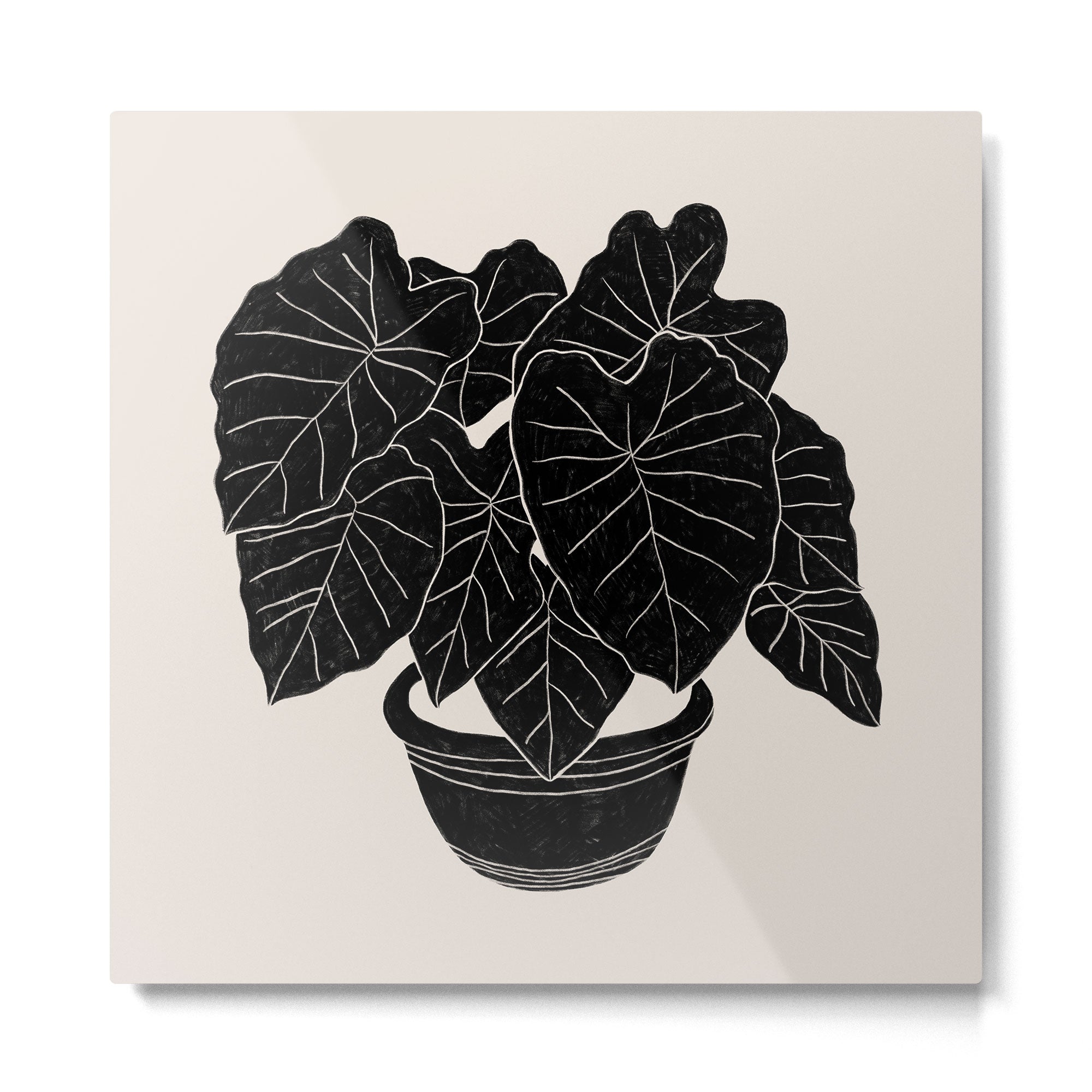 Black & White Plants / Elephant Ear Metal Print | TeksDecor