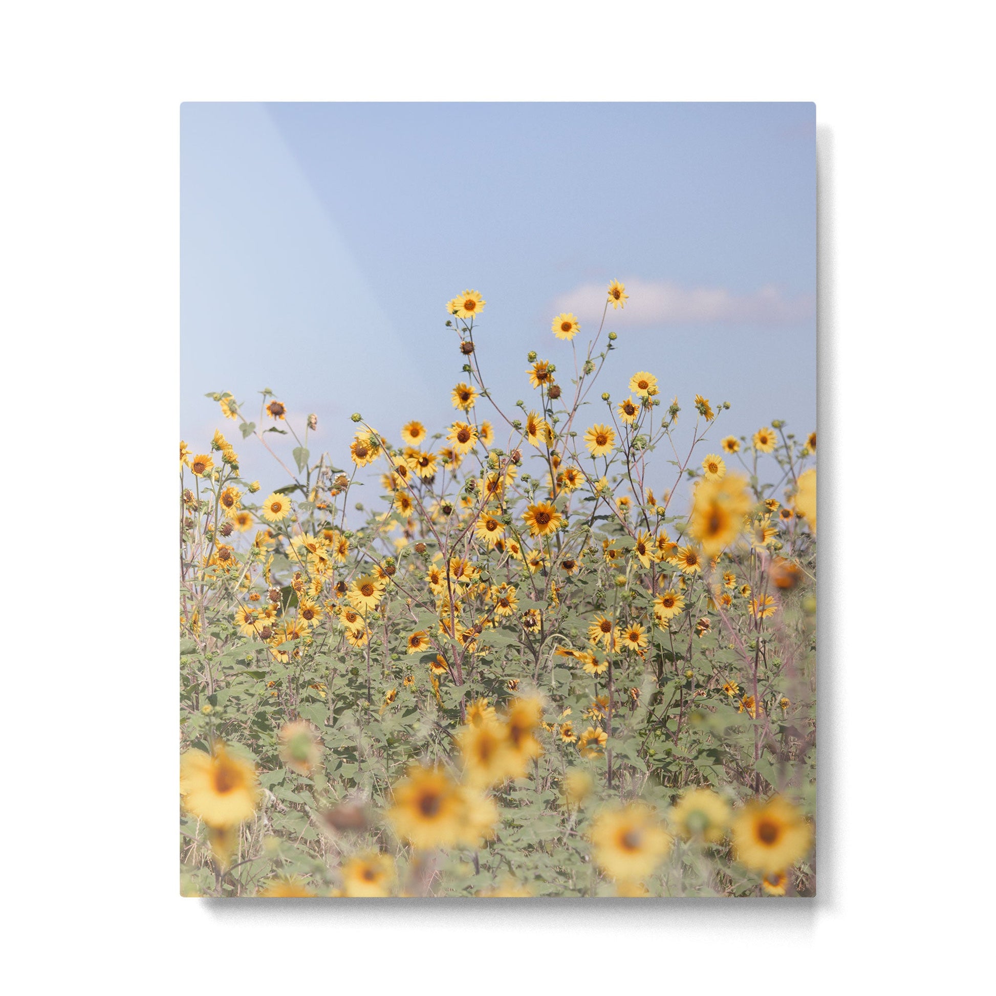 Texas Sunflower Field Metal Print | TeksDecor