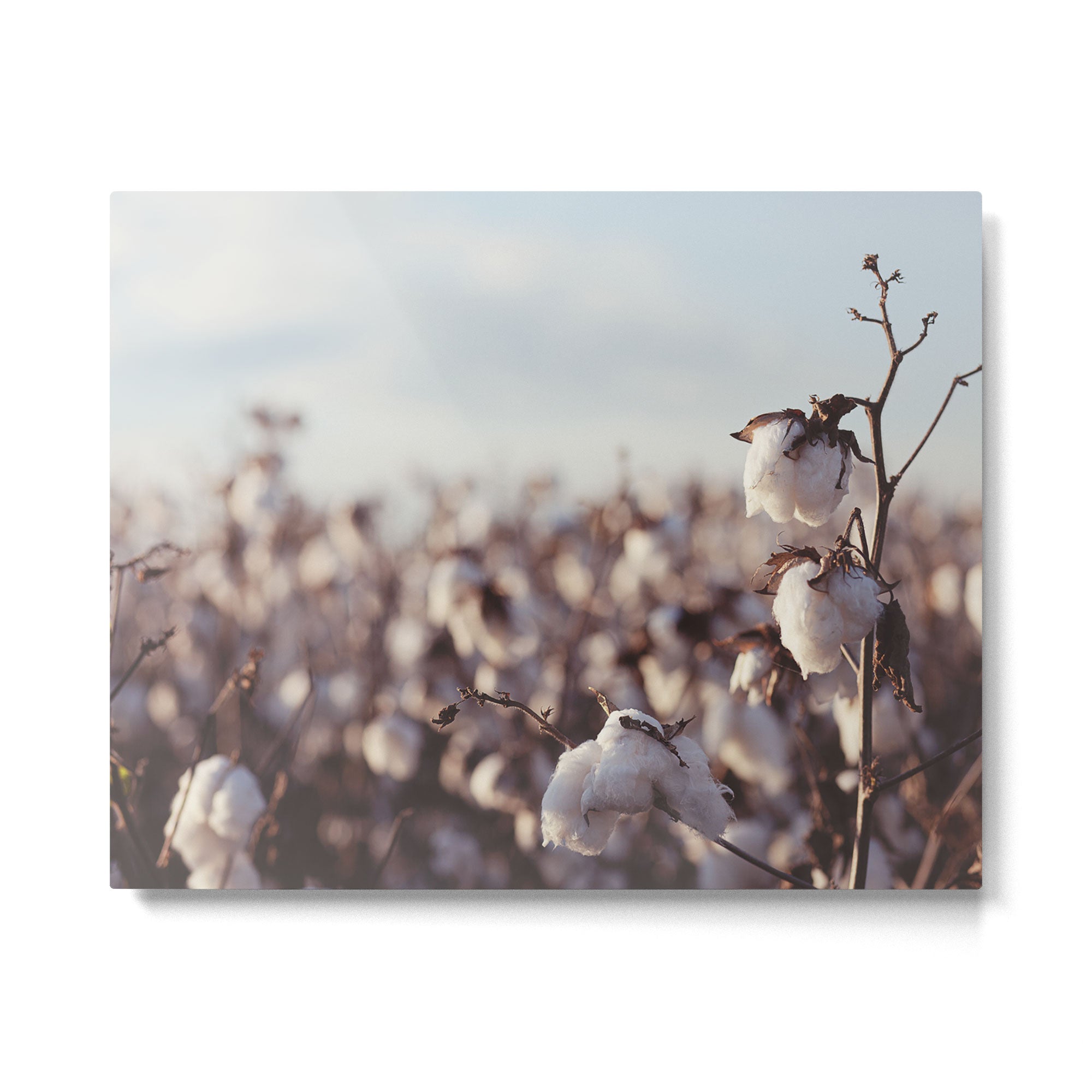 West Texas Cotton Field Metal Print | TeksDecor