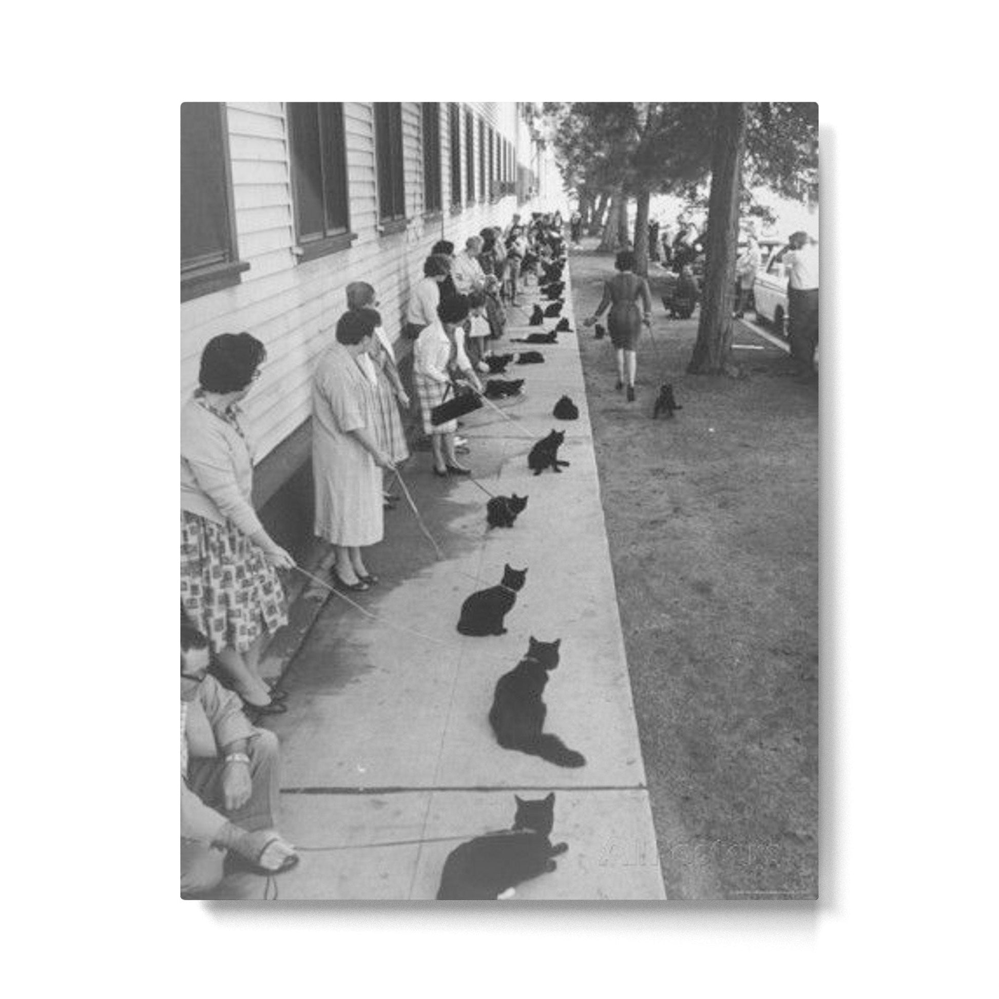 Black Cats Auditioning in Hollywood black and white photograph Metal Print | TeksDecor