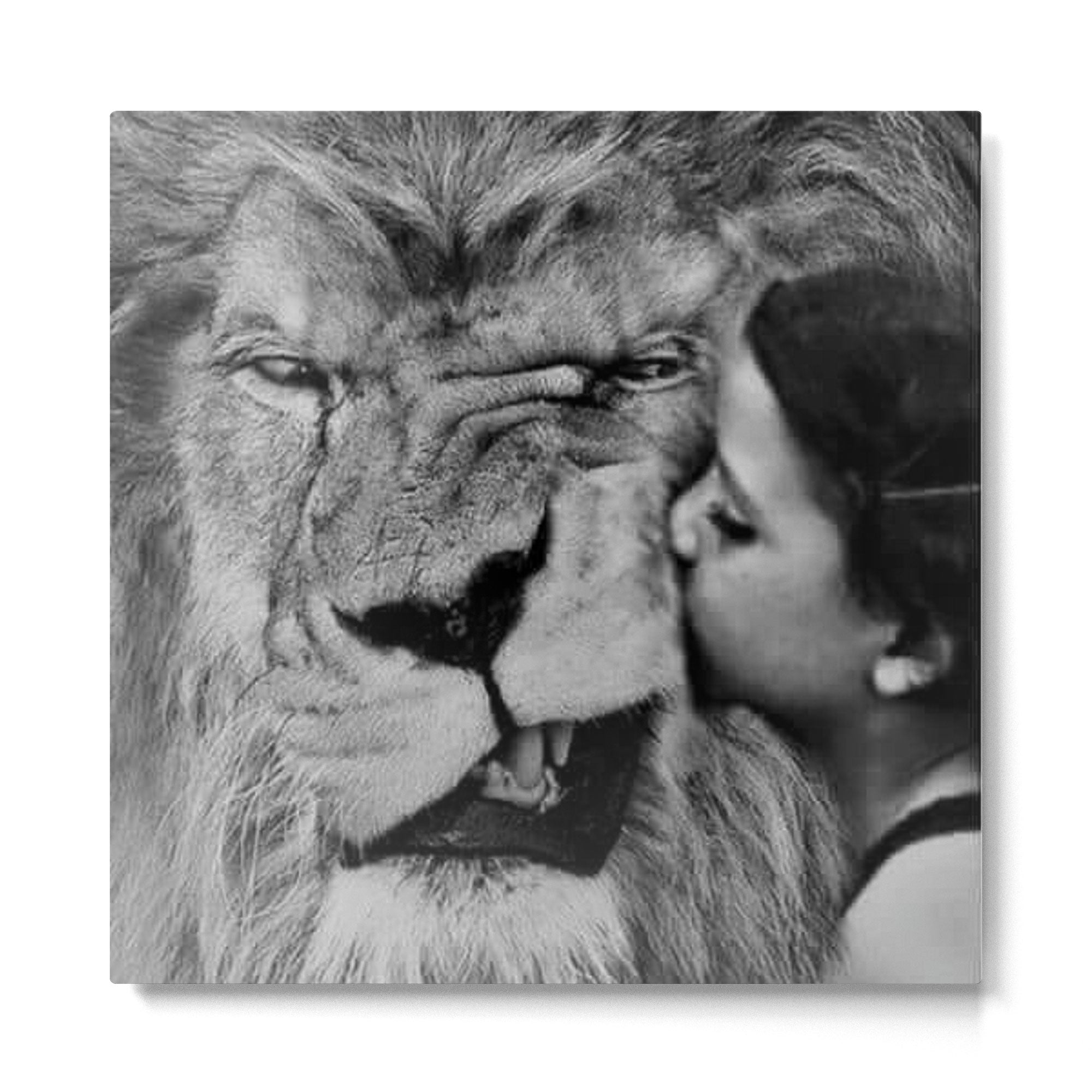 Grouchy Lion being kissed by brunette girl black and white photography Metal Print | TeksDecor
