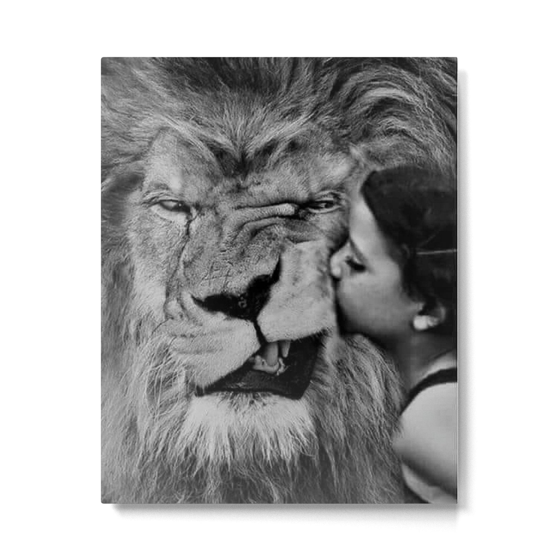 Grouchy Lion being kissed by brunette girl black and white photography Metal Print | TeksDecor