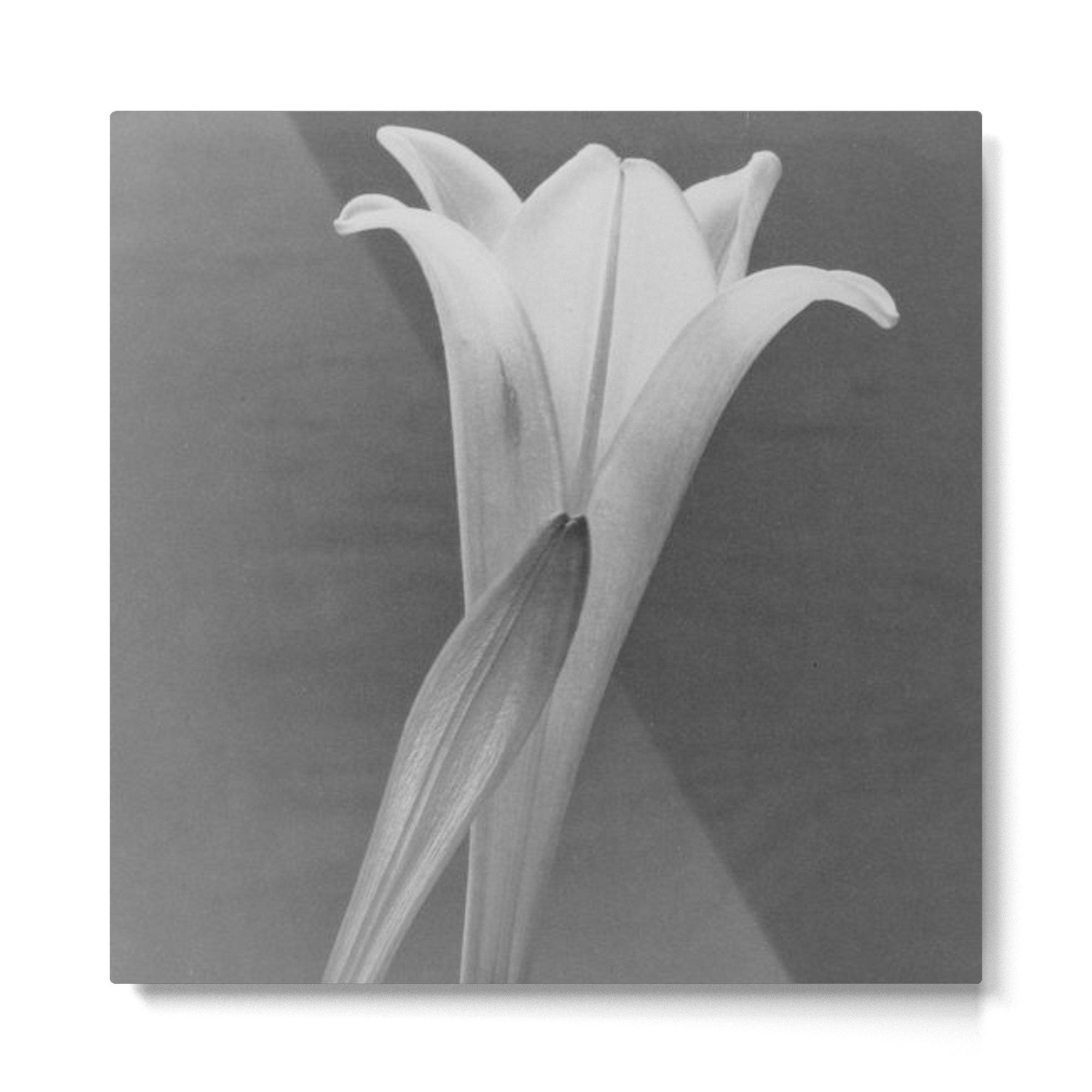 Tulip Blossoms floral black and white photography / photograph Metal Print | TeksDecor