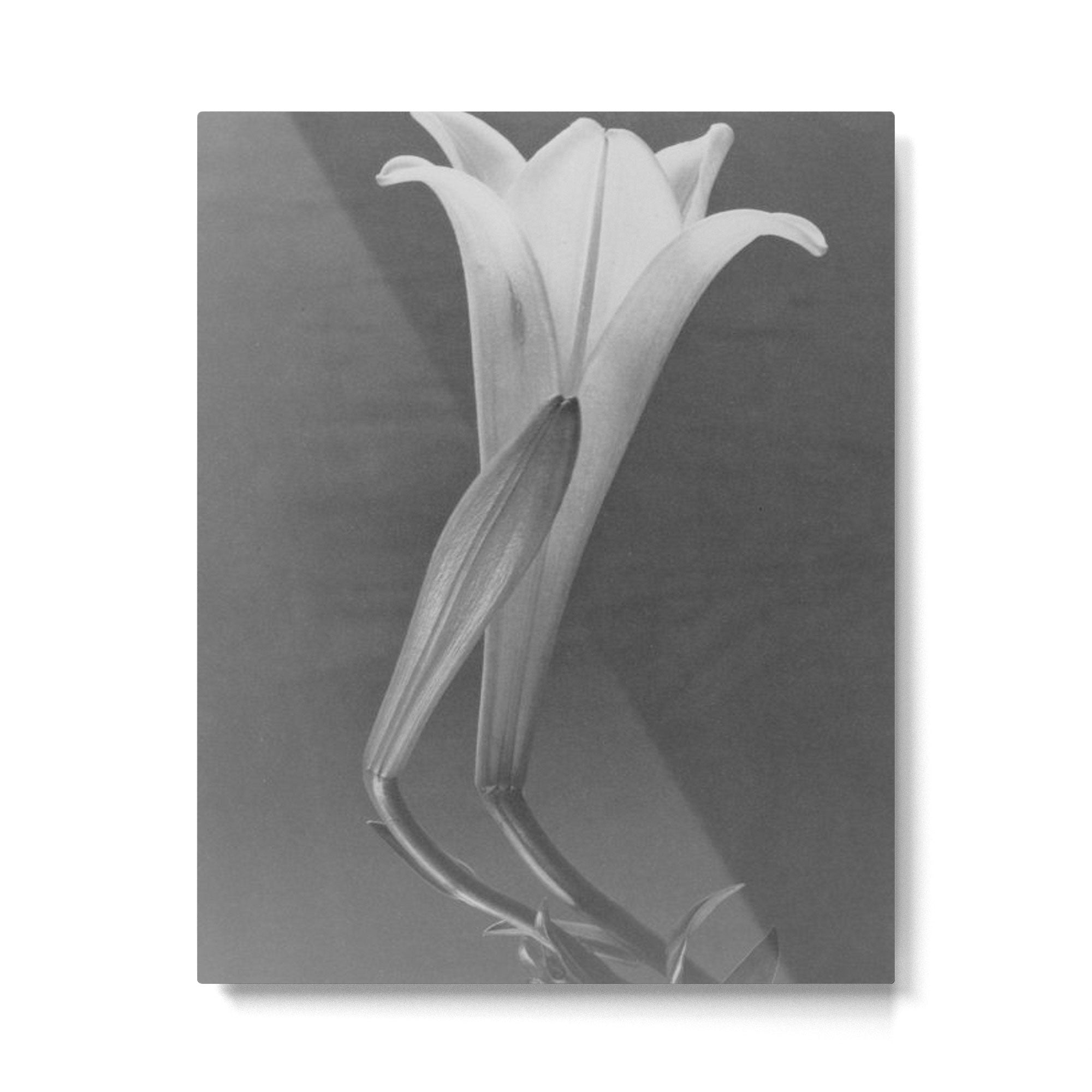 Tulip Blossoms floral black and white photography / photograph Metal Print | TeksDecor