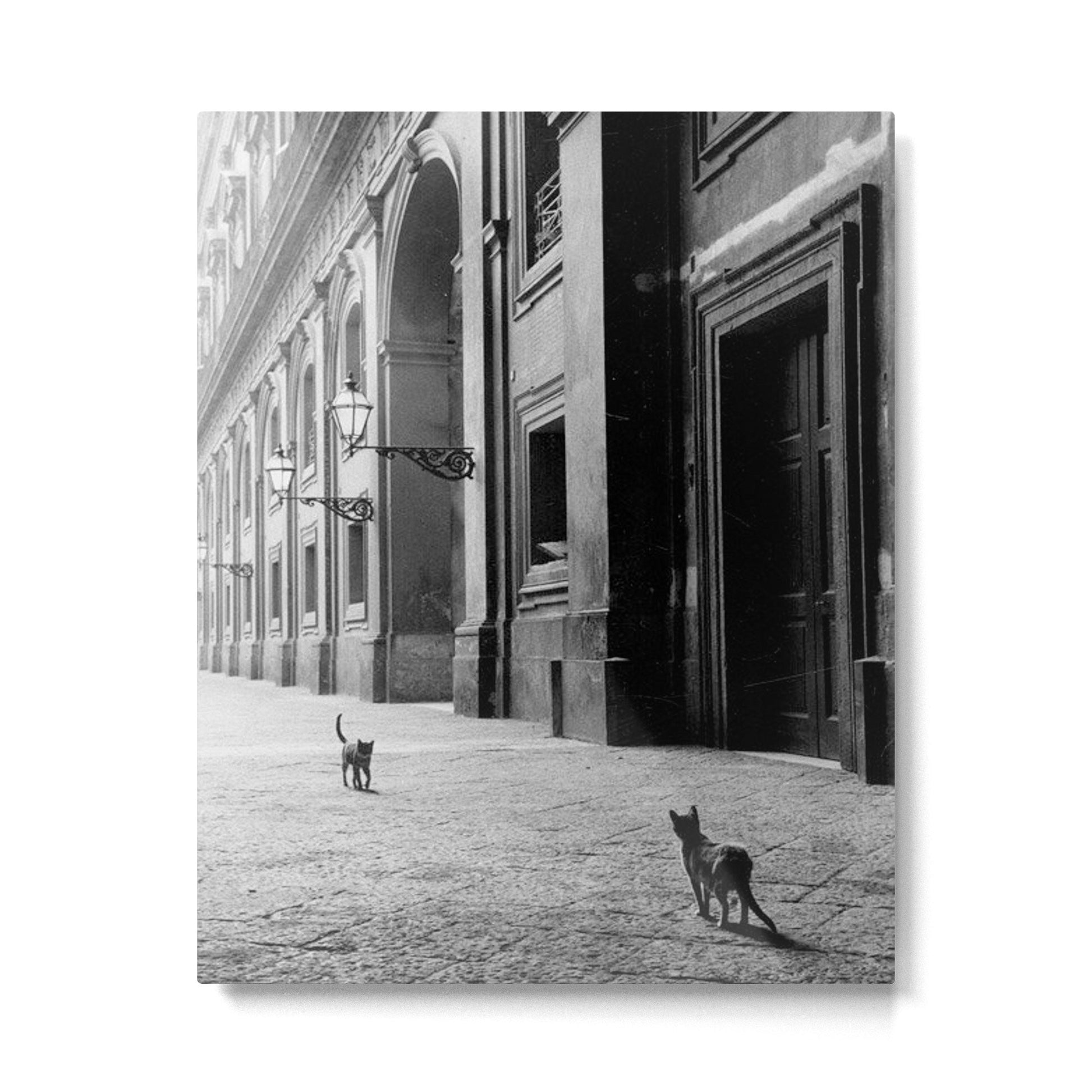 Two French Cats, Paris Left Bank black and white cityscape photograph / photography Metal Print | TeksDecor