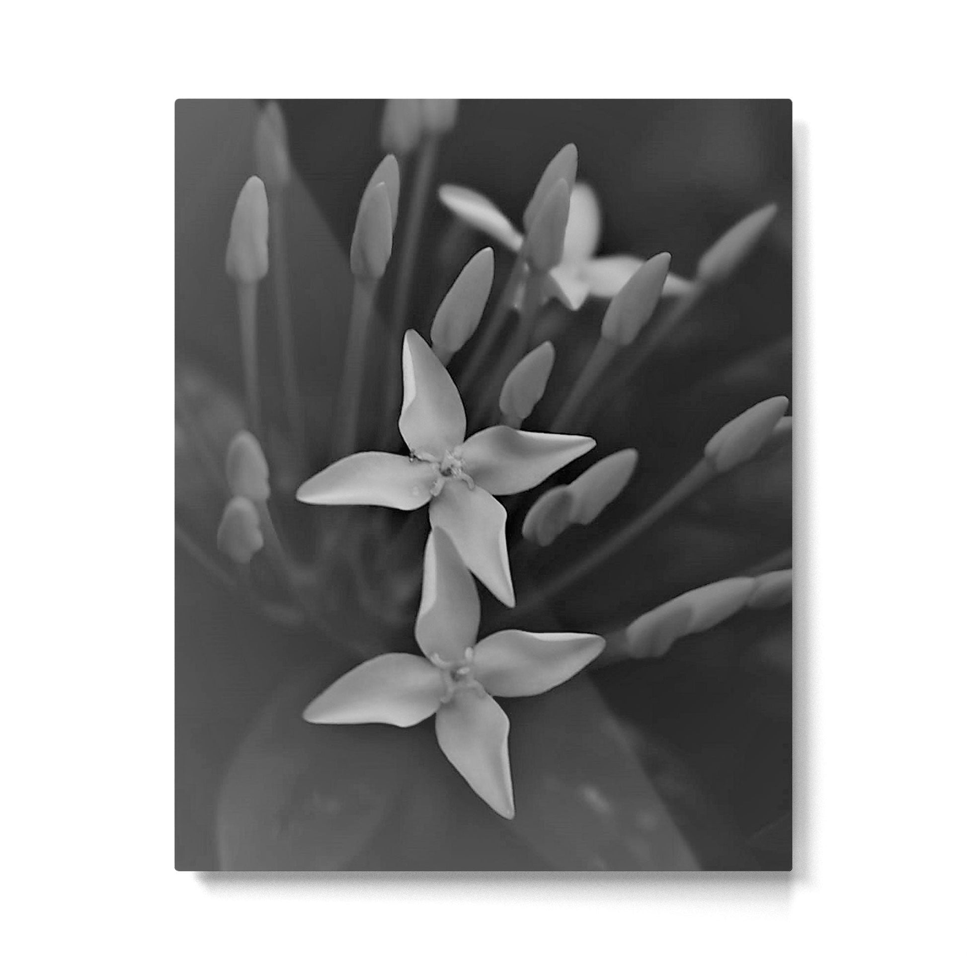 West Indian Jasmine 4-petaled flowers black and white photography / photograph Metal Print | TeksDecor
