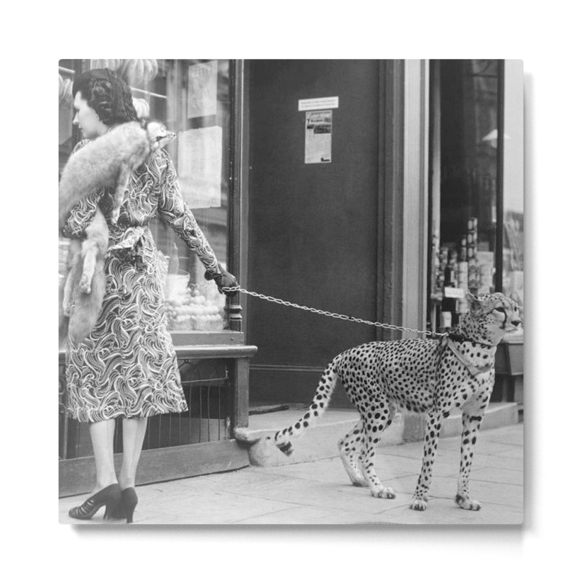 Woman with Cheetah, Phyllis Gordon, with her pet Kenyan cheetah, Paris, France black and white photo Metal Print | TeksDecor