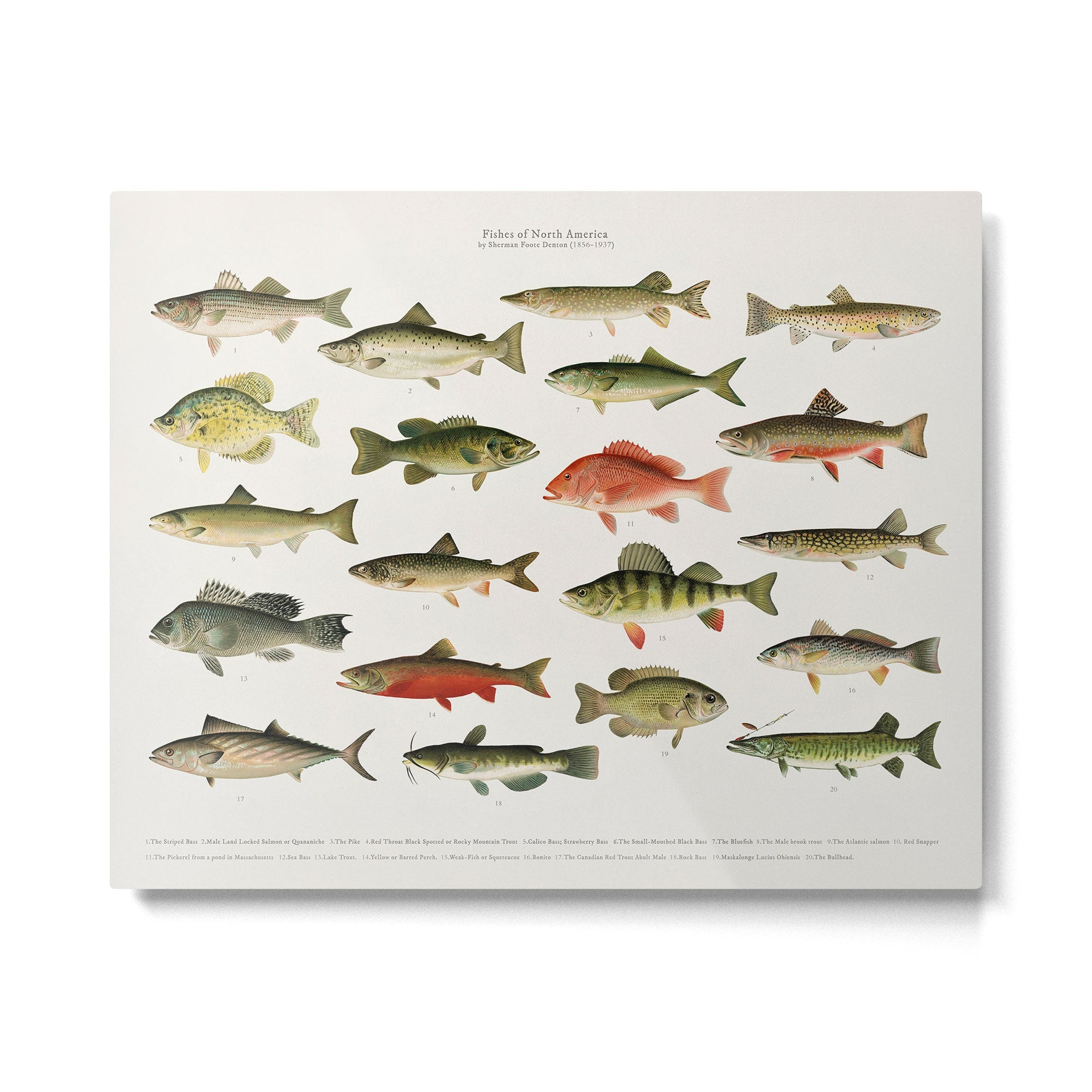 Illustrated North America Game Fish Identification Chart Metal Print | TeksDecor