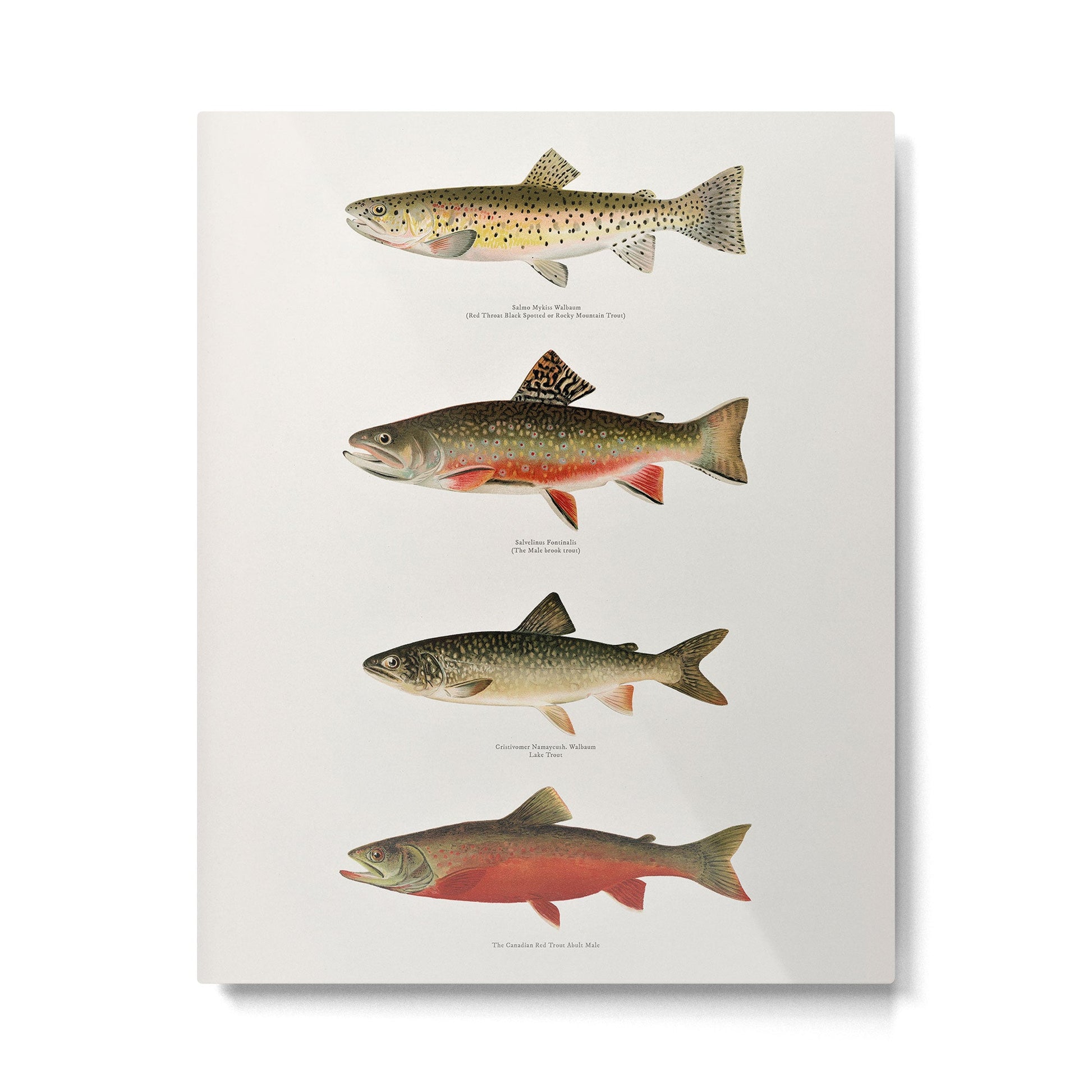 Illustrated North American Freshwater Trout Game Fish Identification Chart Metal Print | TeksDecor