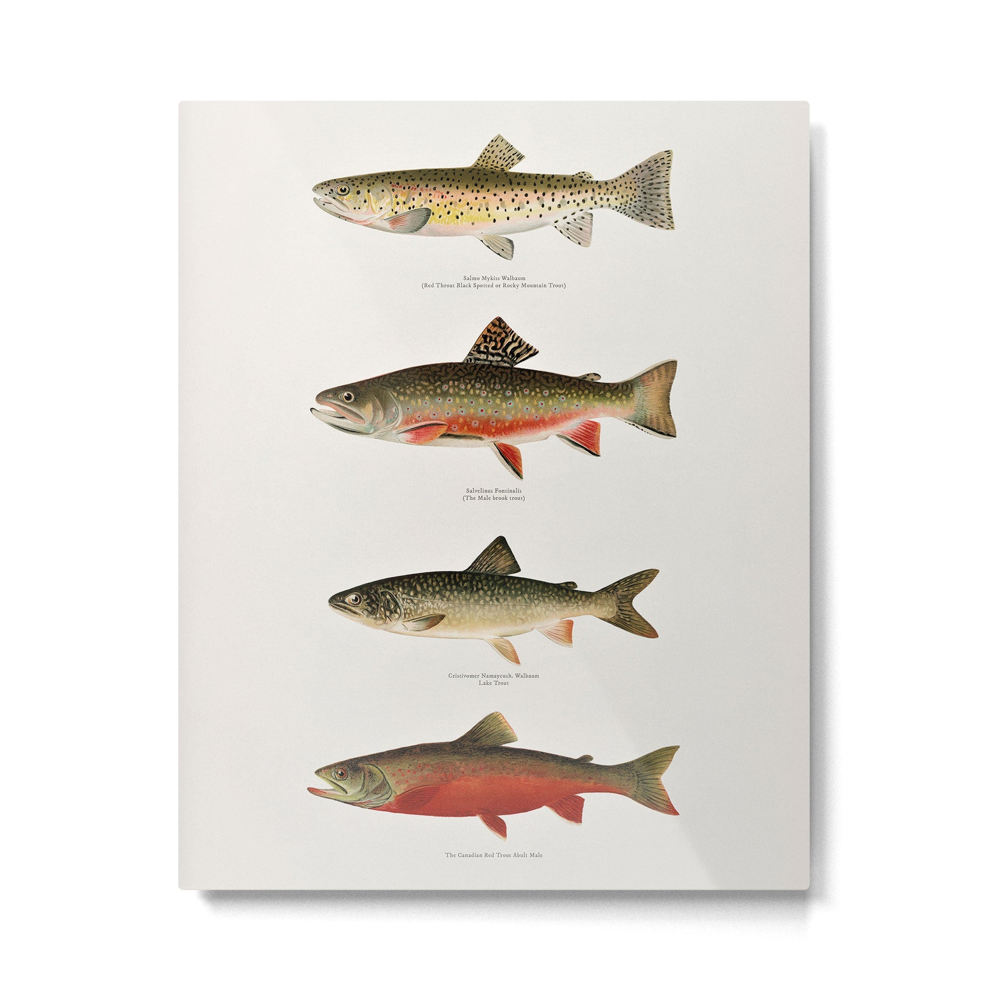 Illustrated North American Freshwater Trout Game Fish Identification Chart Metal Print | TeksDecor