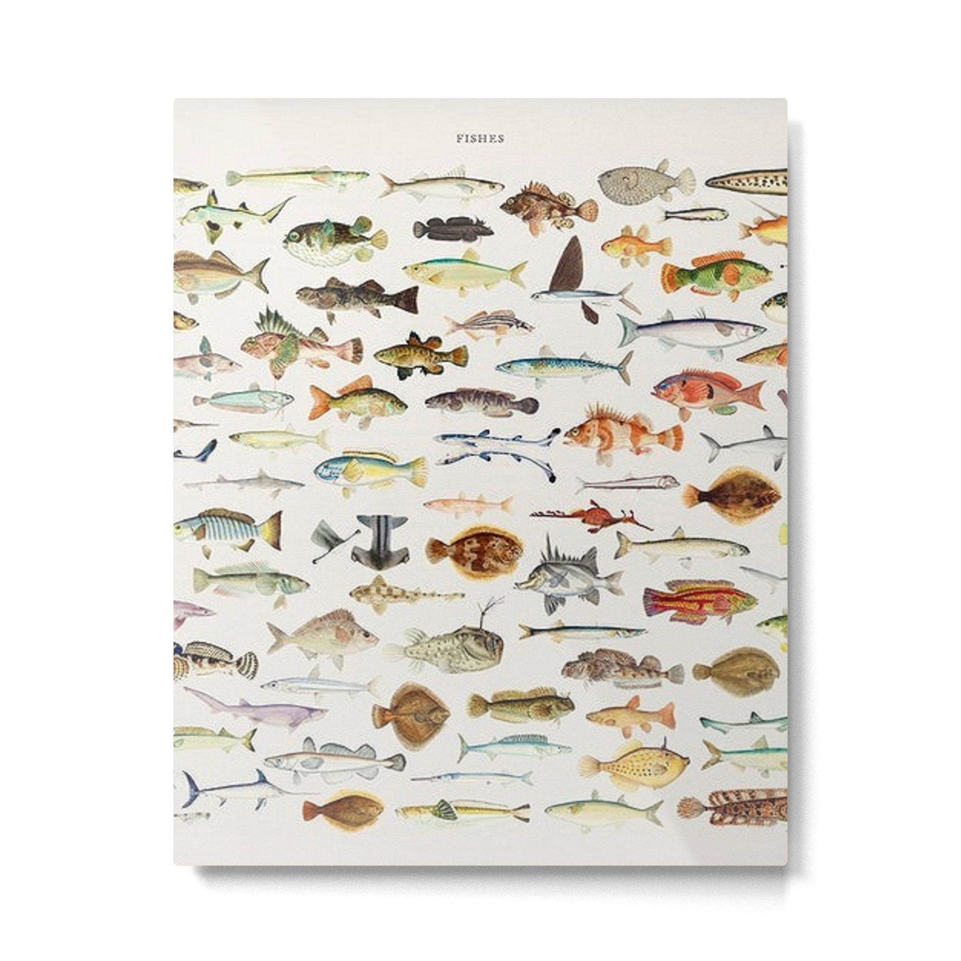 Illustrated Colorful Southern Pacific Exotic Game Fish Identification Chart Metal Print | TeksDecor
