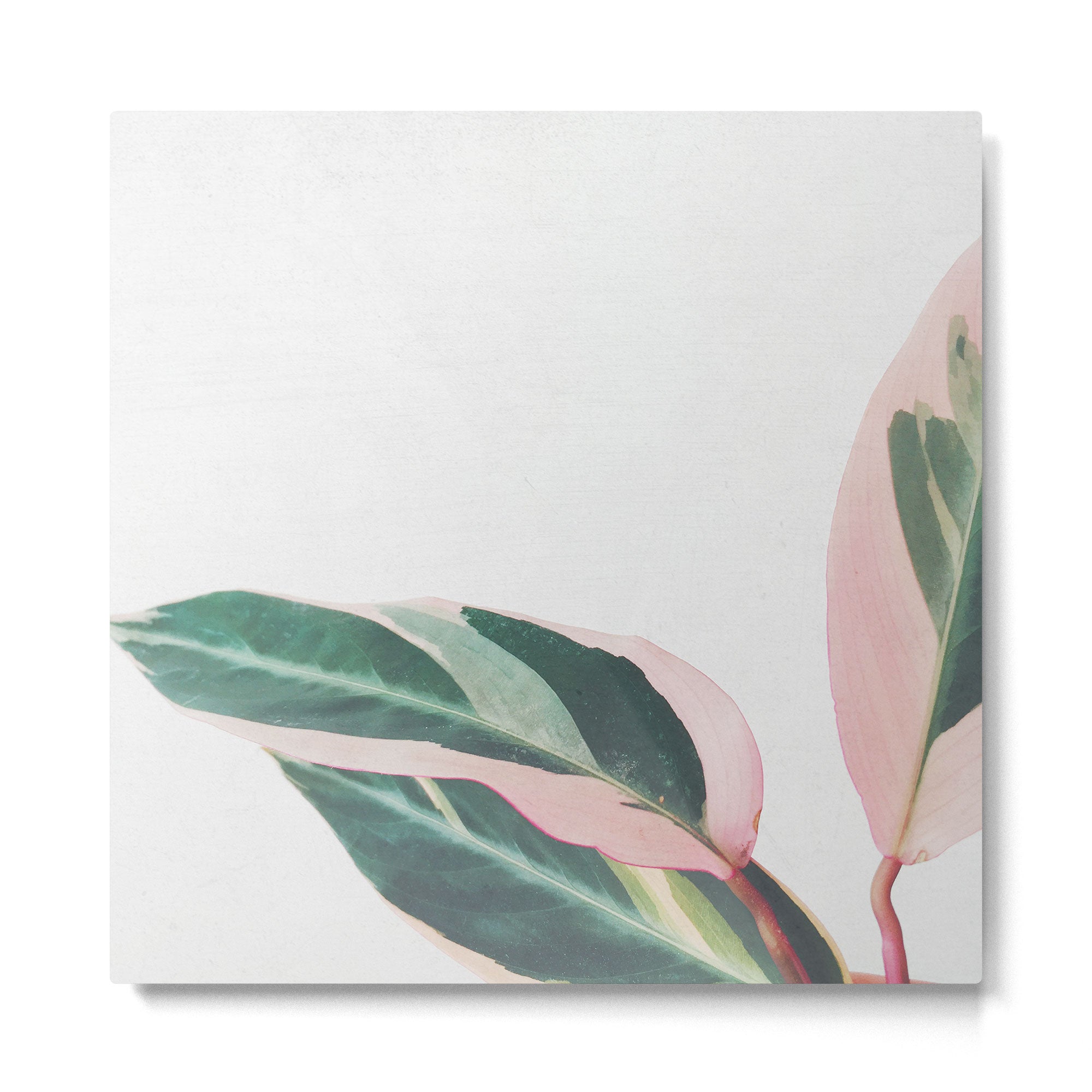 Pink Leaves II Metal Print | TeksDecor