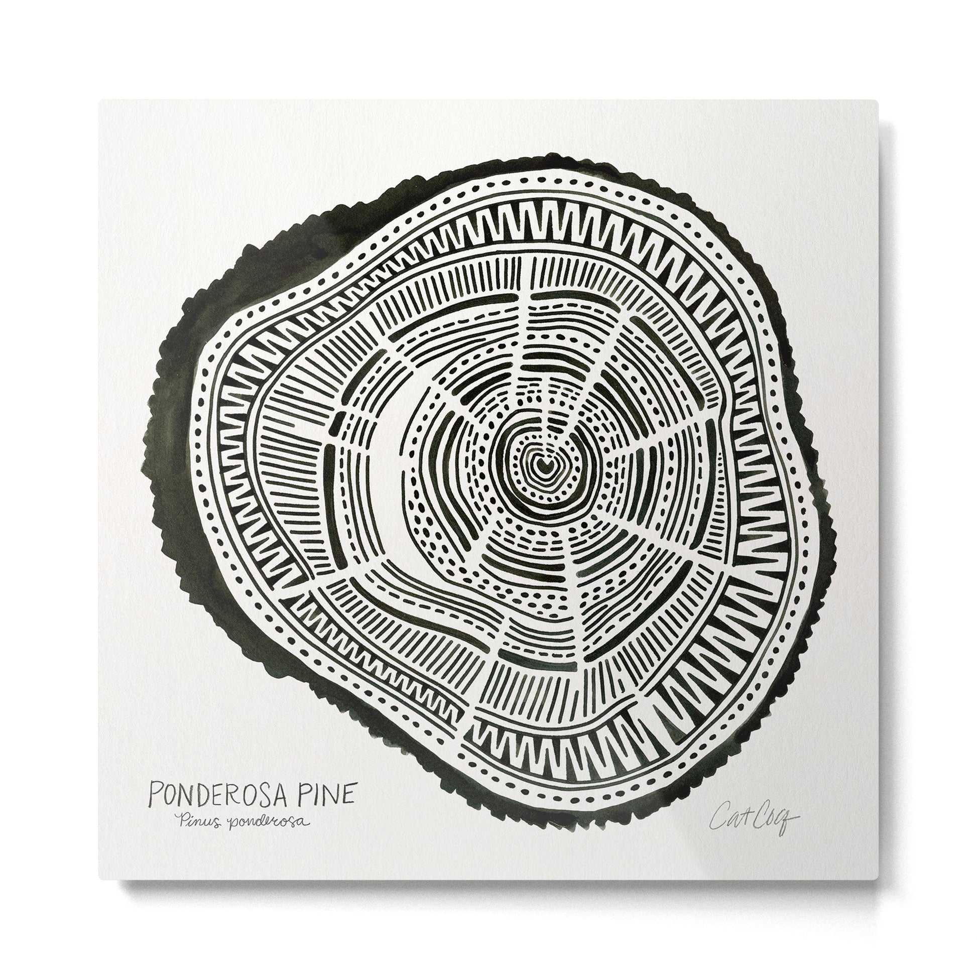 Ponderosa Pine - Black Metal Print | TeksDecor