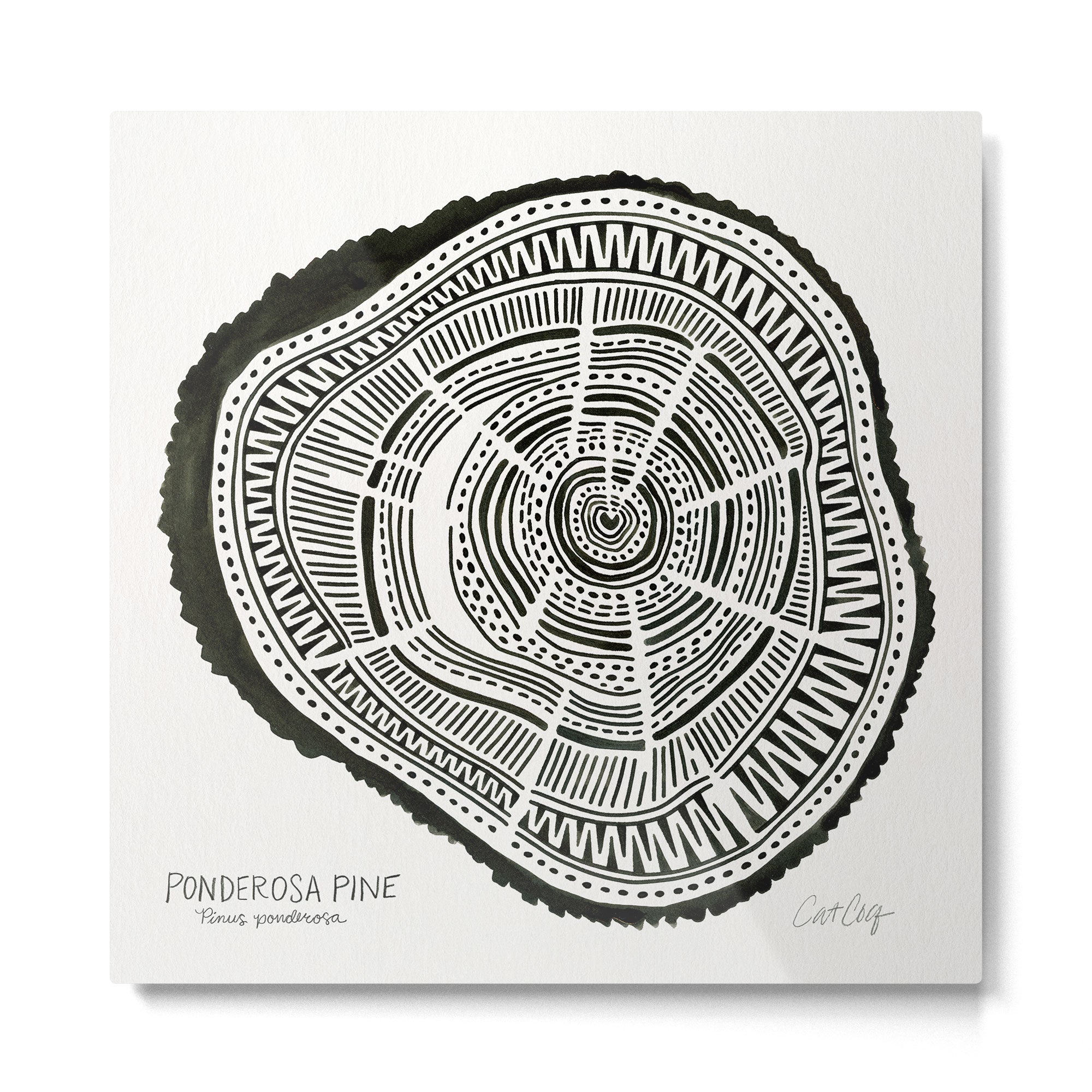 Ponderosa Pine - Black Metal Print | TeksDecor