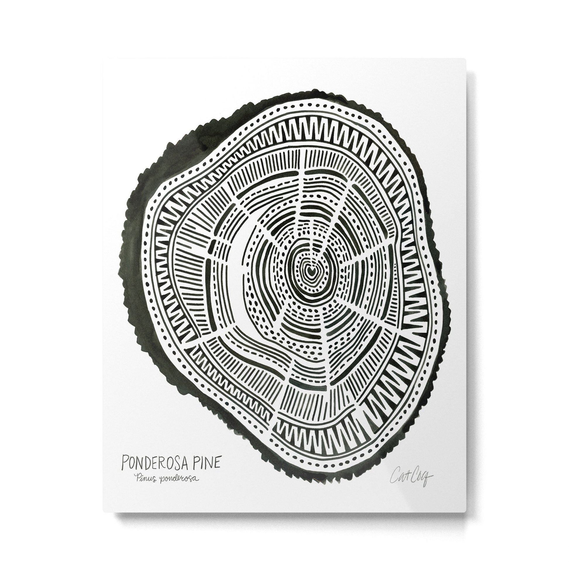 Ponderosa Pine - Black Metal Print | TeksDecor