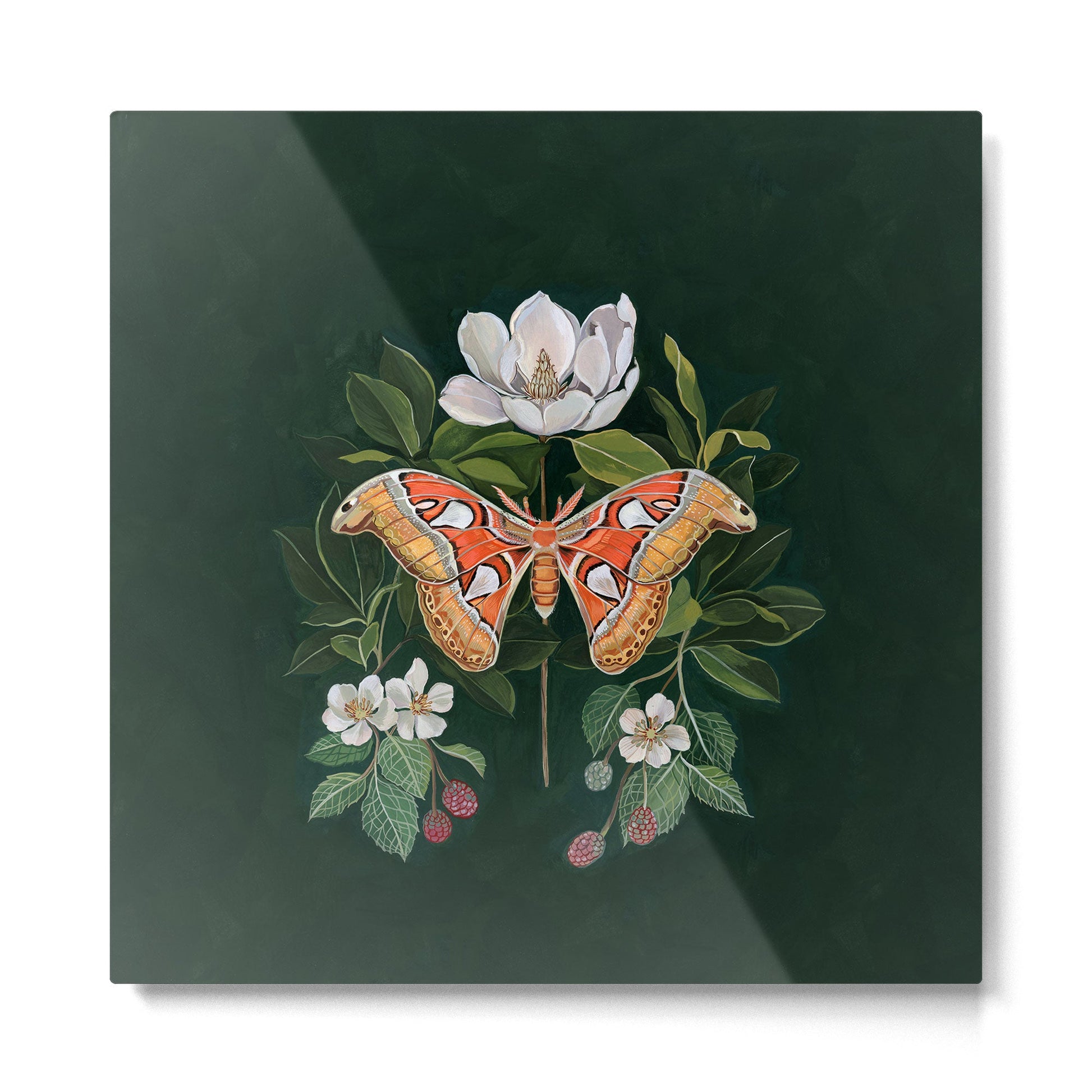 Atlas Moth Magnolia Metal Print | TeksDecor