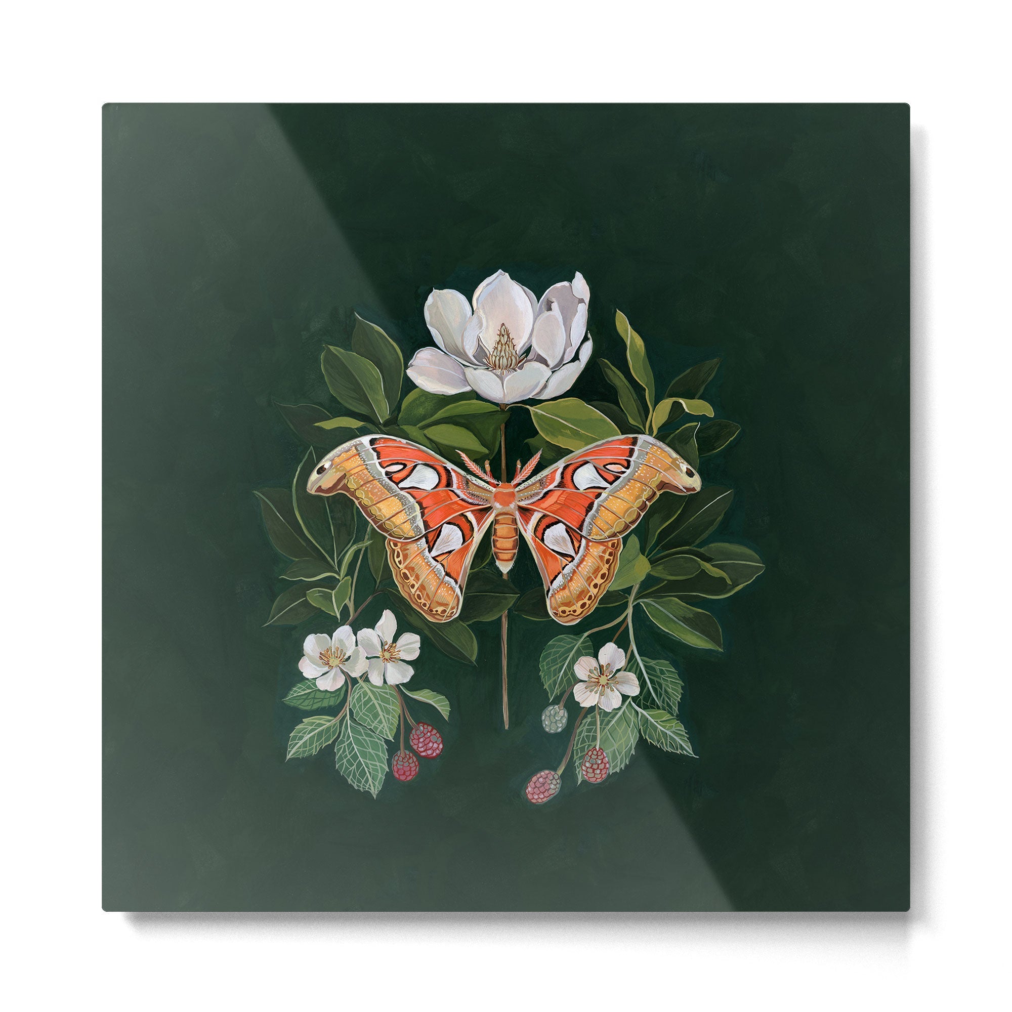 Atlas Moth Magnolia Metal Print | TeksDecor