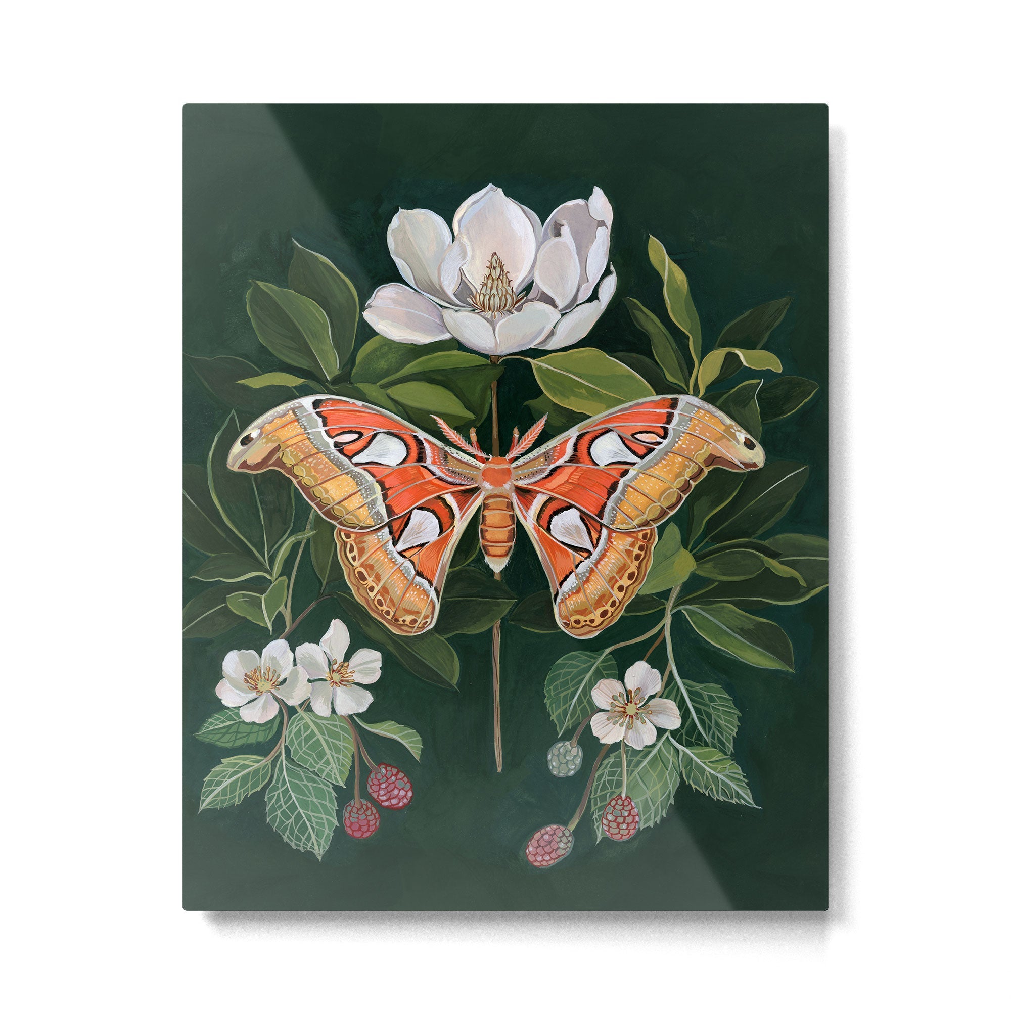 Atlas Moth Magnolia Metal Print | TeksDecor