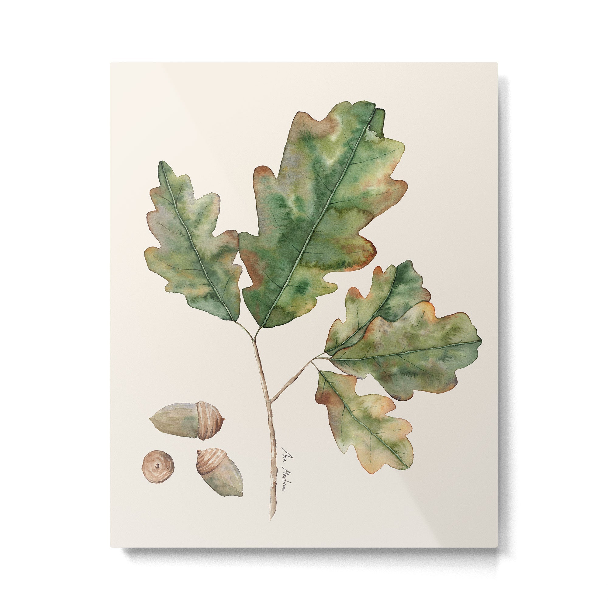 Oak tree  green leaves  Metal Print | TeksDecor