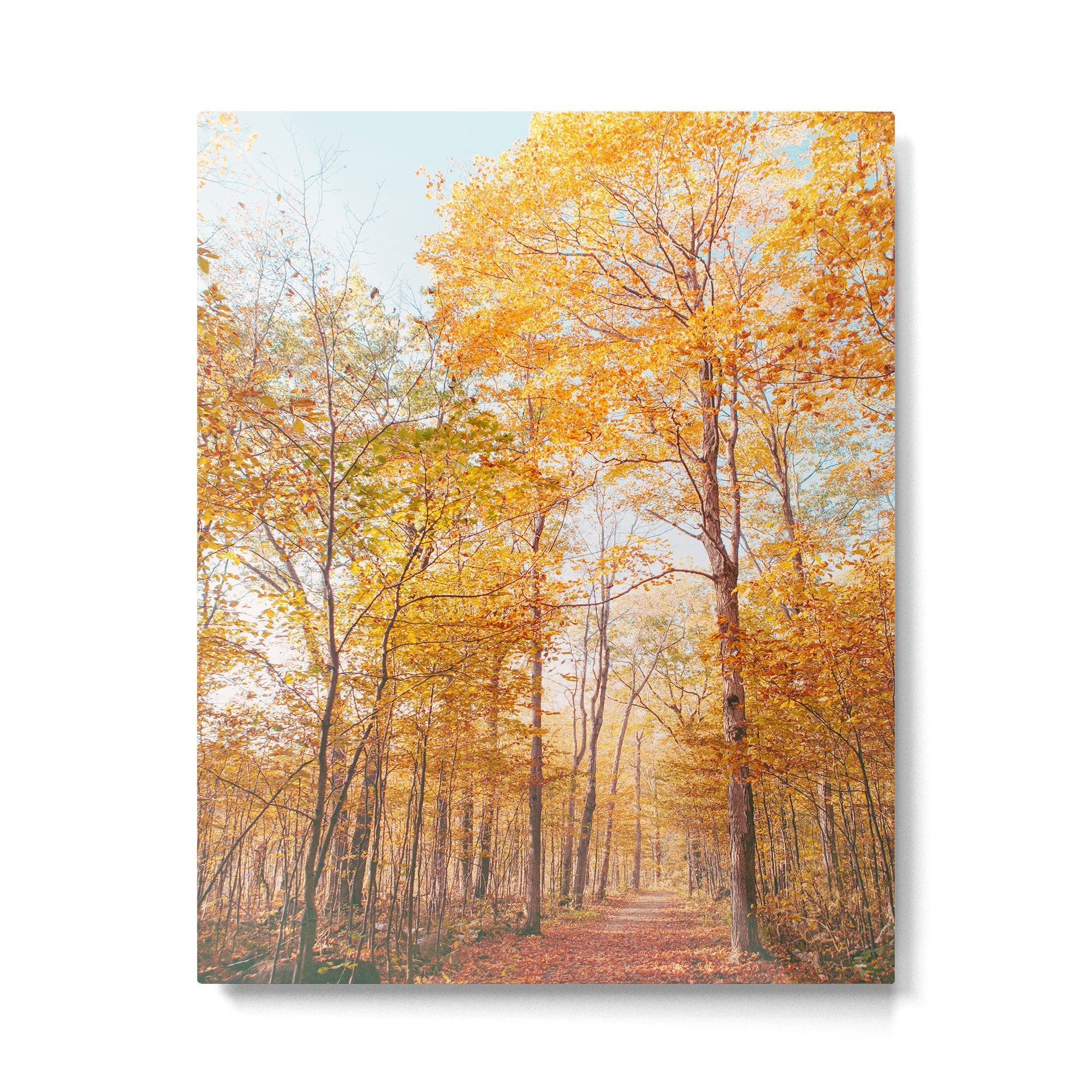 Autumn Glory - Nature, Fall Forest Landscape Photography Metal Print | TeksDecor