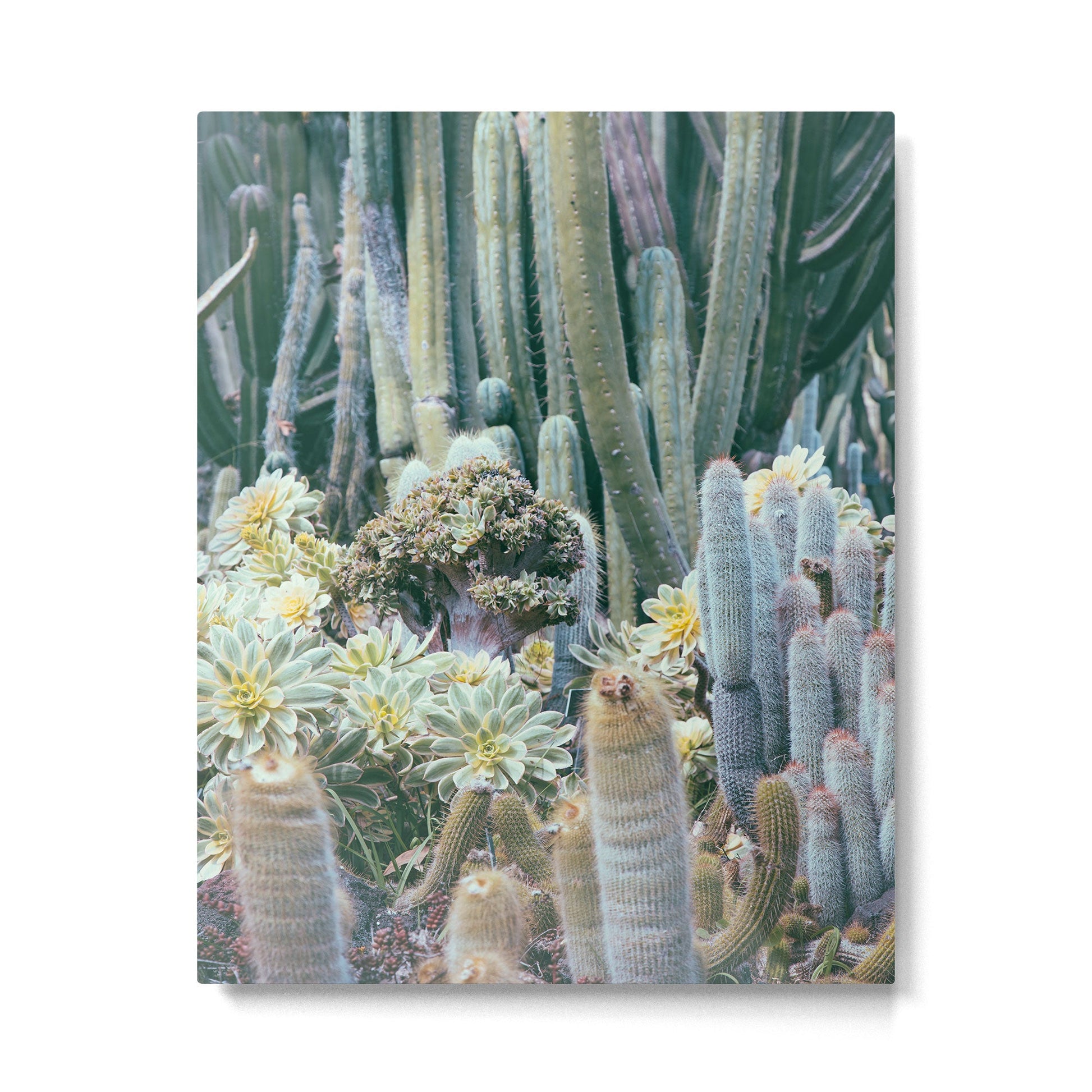 Cactus Garden #4 - Boho Botanical Metal Print | TeksDecor