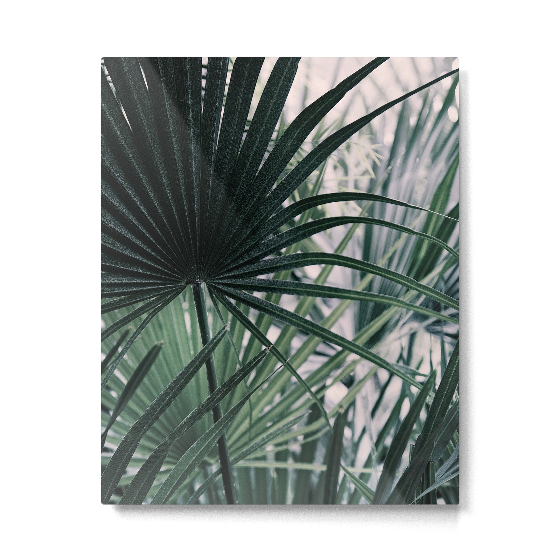 Fan Palms Galore - Tropical Nature Photography Metal Print | TeksDecor