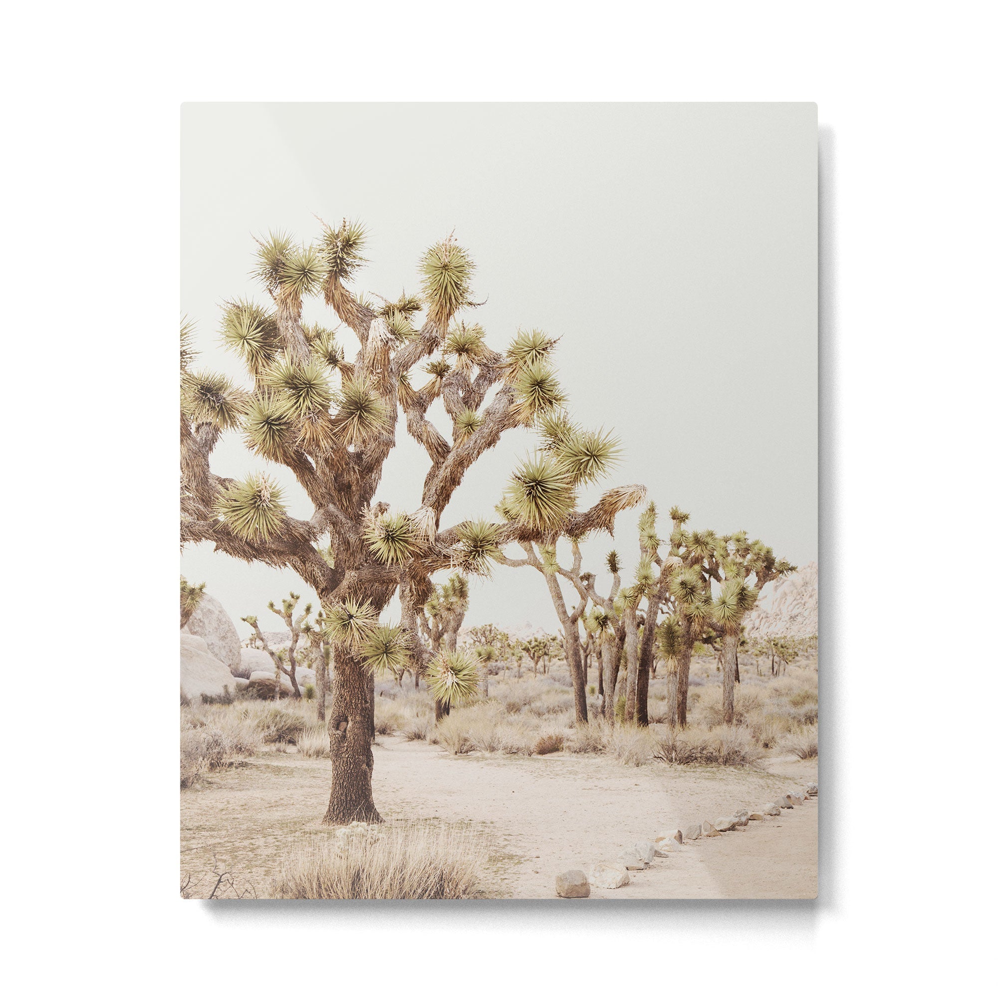 Pale Desert 2 - Joshua Tree Cactus Landscape Photography Metal Print | TeksDecor