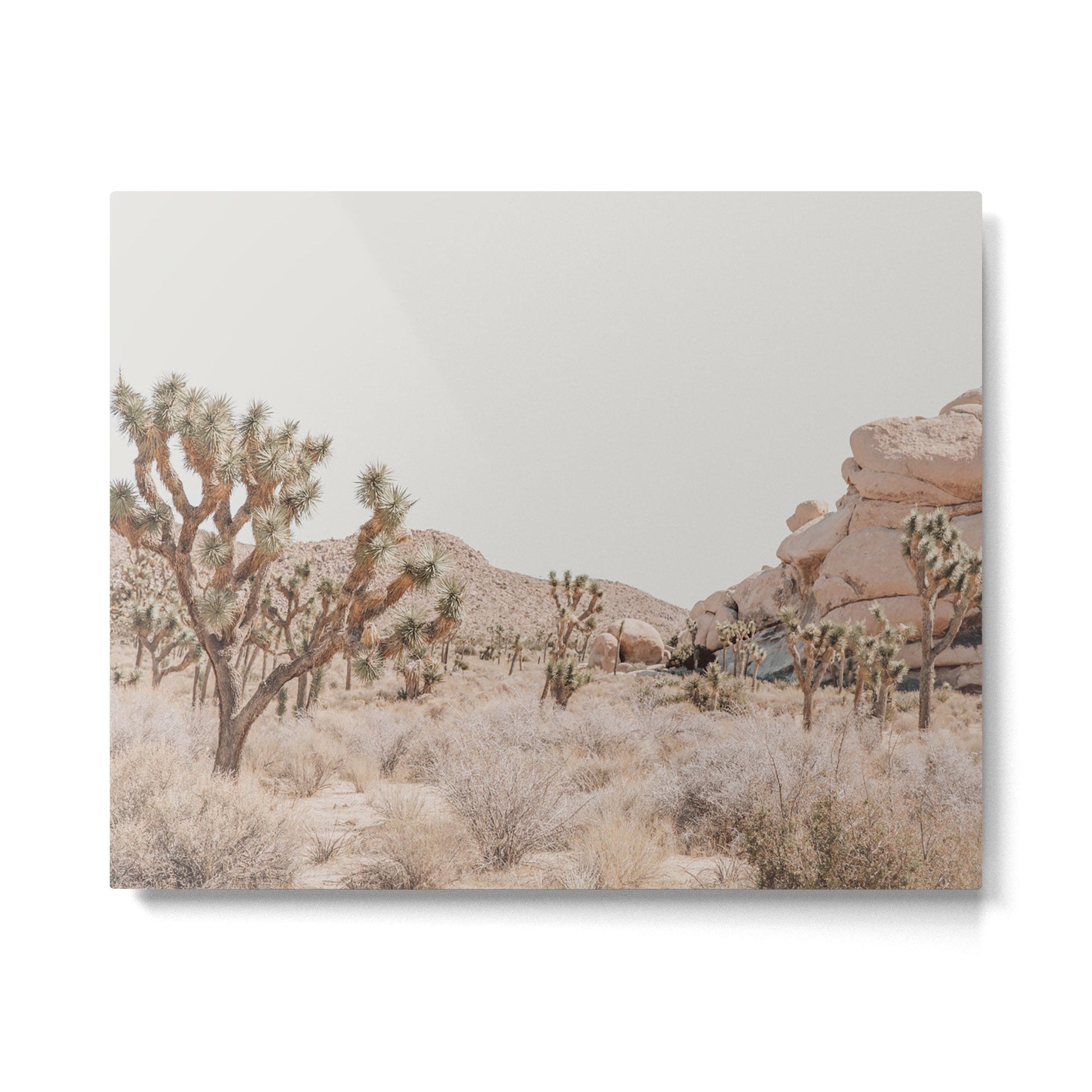 Pale Desert #4 - Joshua Tree Cactus, Nature Art, Landscape Photography Metal Print | TeksDecor