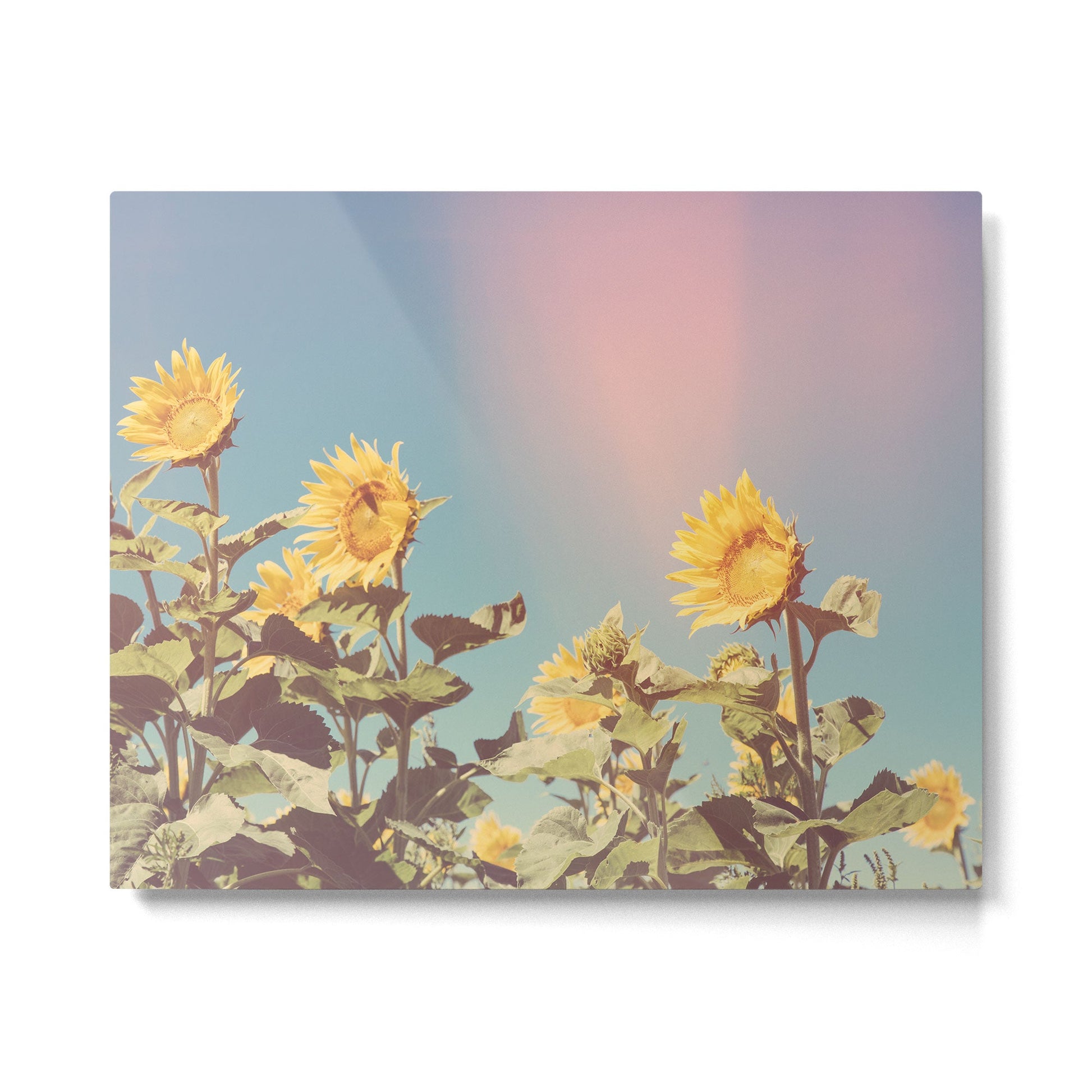 Retro Sunflowers - Nature Photography Metal Print | TeksDecor