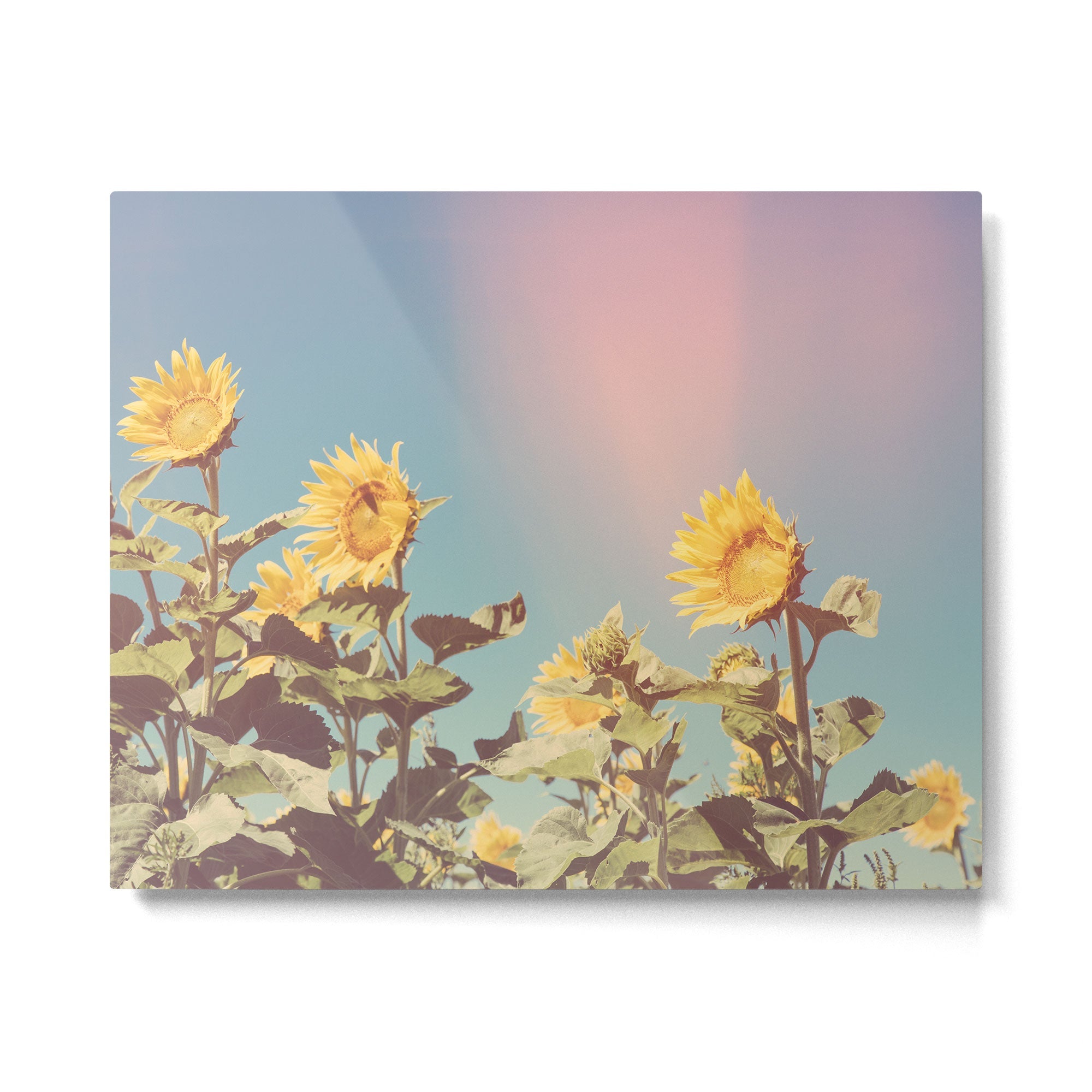 Retro Sunflowers - Nature Photography Metal Print | TeksDecor