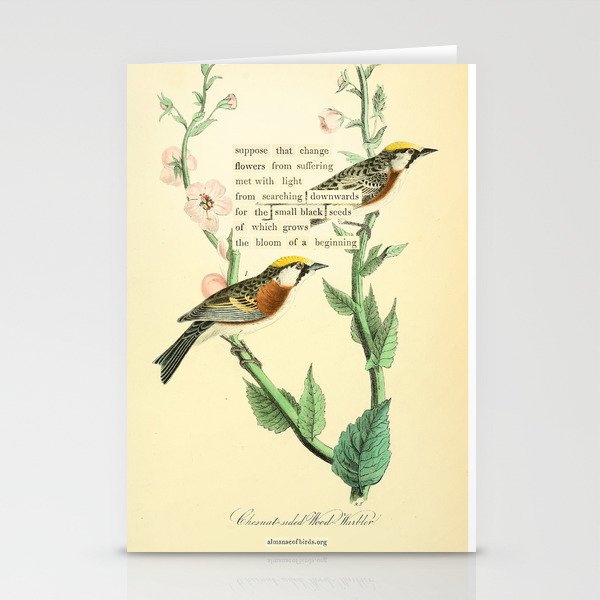 Bird Divinations: Chestnut-Sided Wood Warbler