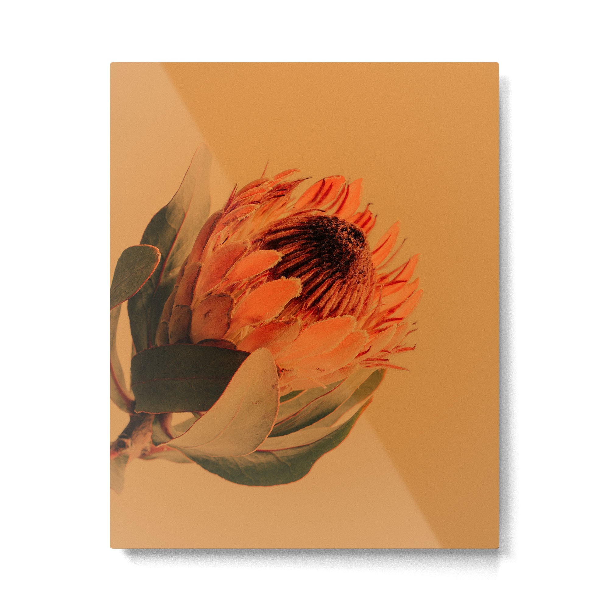 Protea - golden Metal Print | TeksDecor