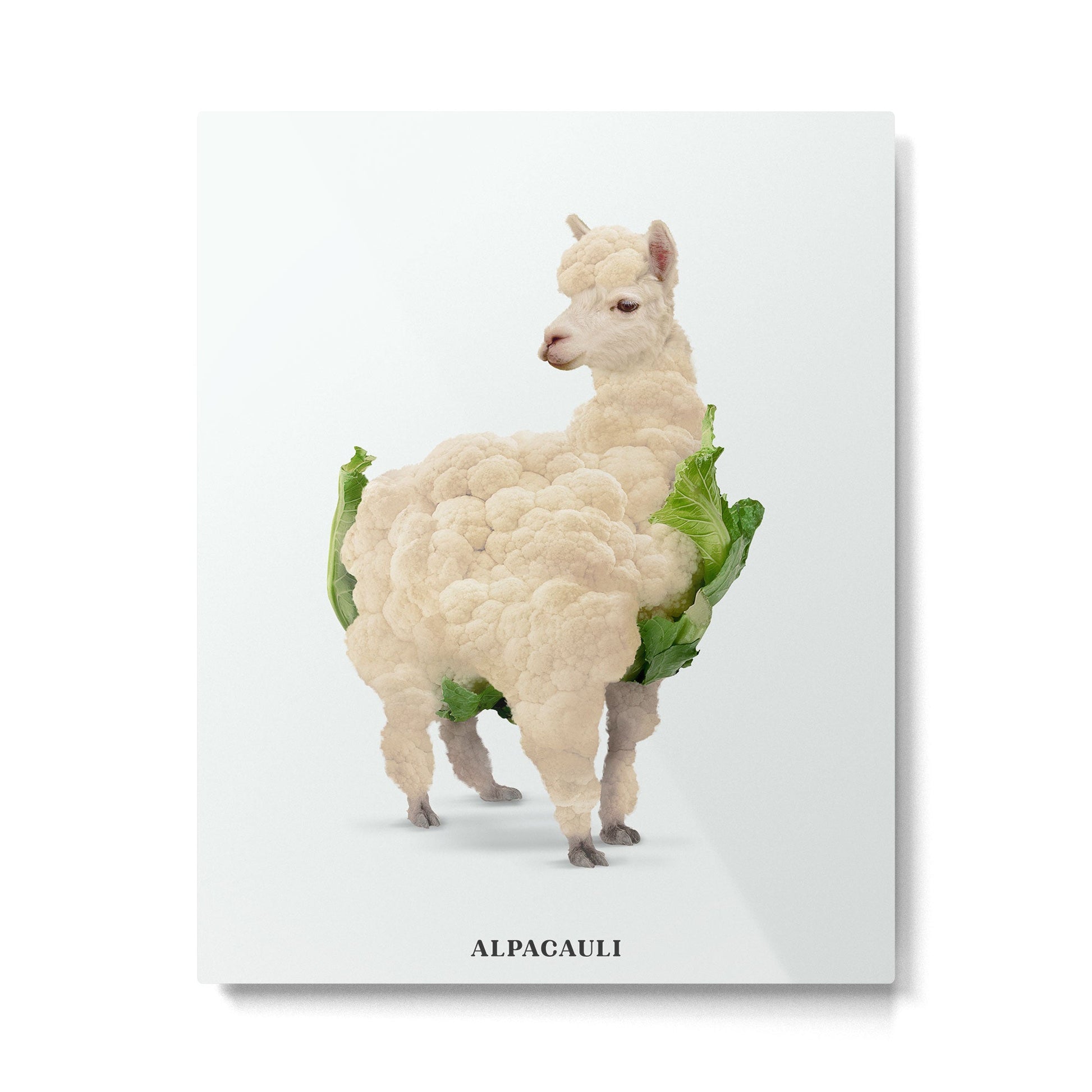 Alpacauli Metal Print | TeksDecor