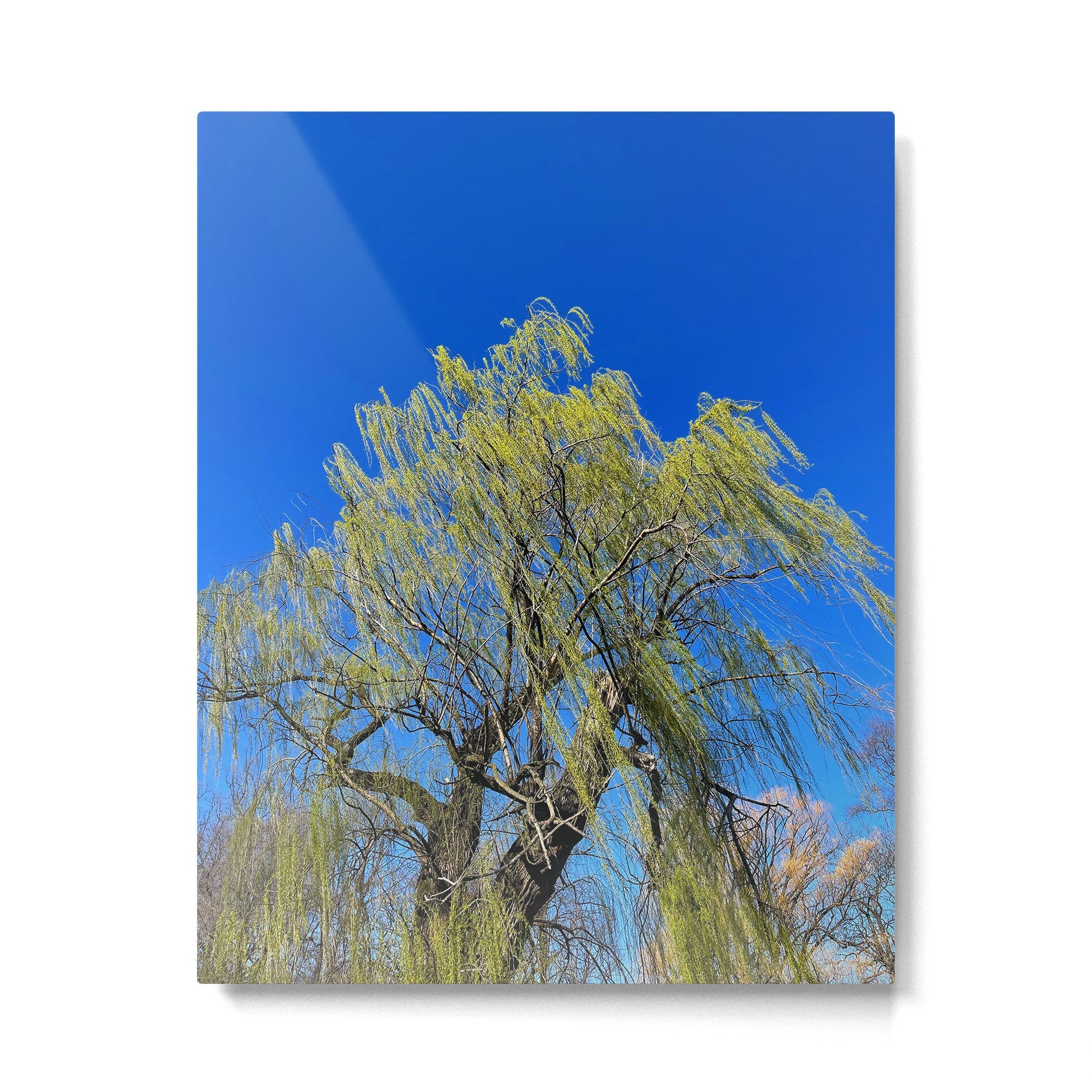 Among the Trees Metal Print | TeksDecor