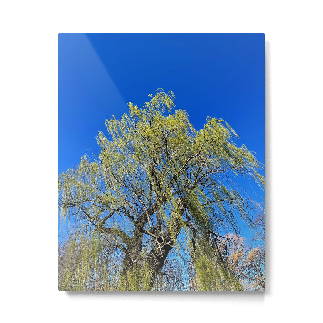 Among the Trees Metal Print | TeksDecor