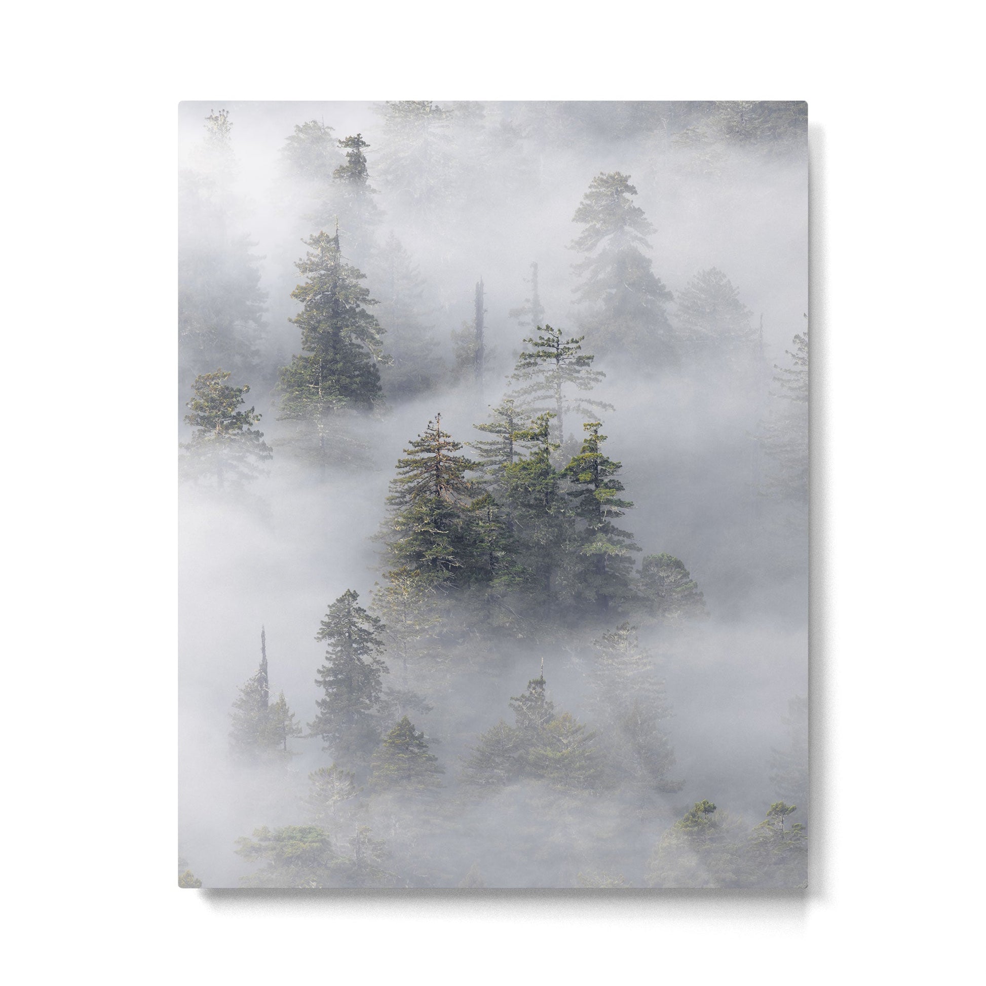 Forest In The Sky - Redwood National Park Foggy Trees Metal Print | TeksDecor