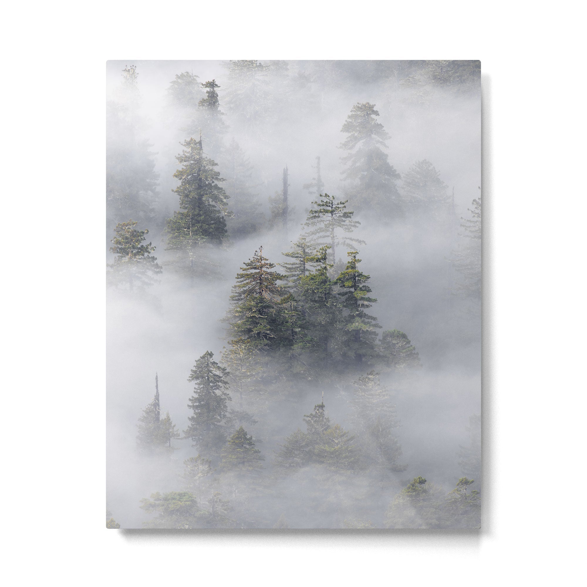 Forest In The Sky - Redwood National Park Foggy Trees Metal Print | TeksDecor