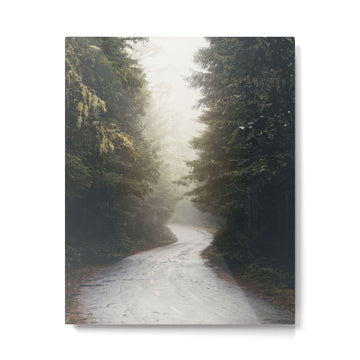 Redwood Forest Adventure 2022 - Nature Photography Metal Print | TeksDecor