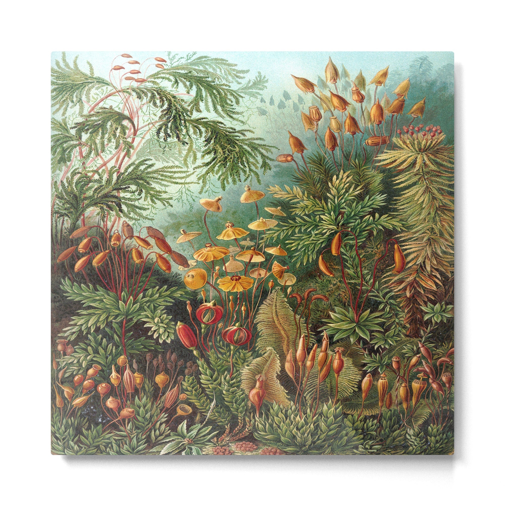 Ernst-haeckel-Kunstformen-der-Natur-viintage Metal Print | TeksDecor
