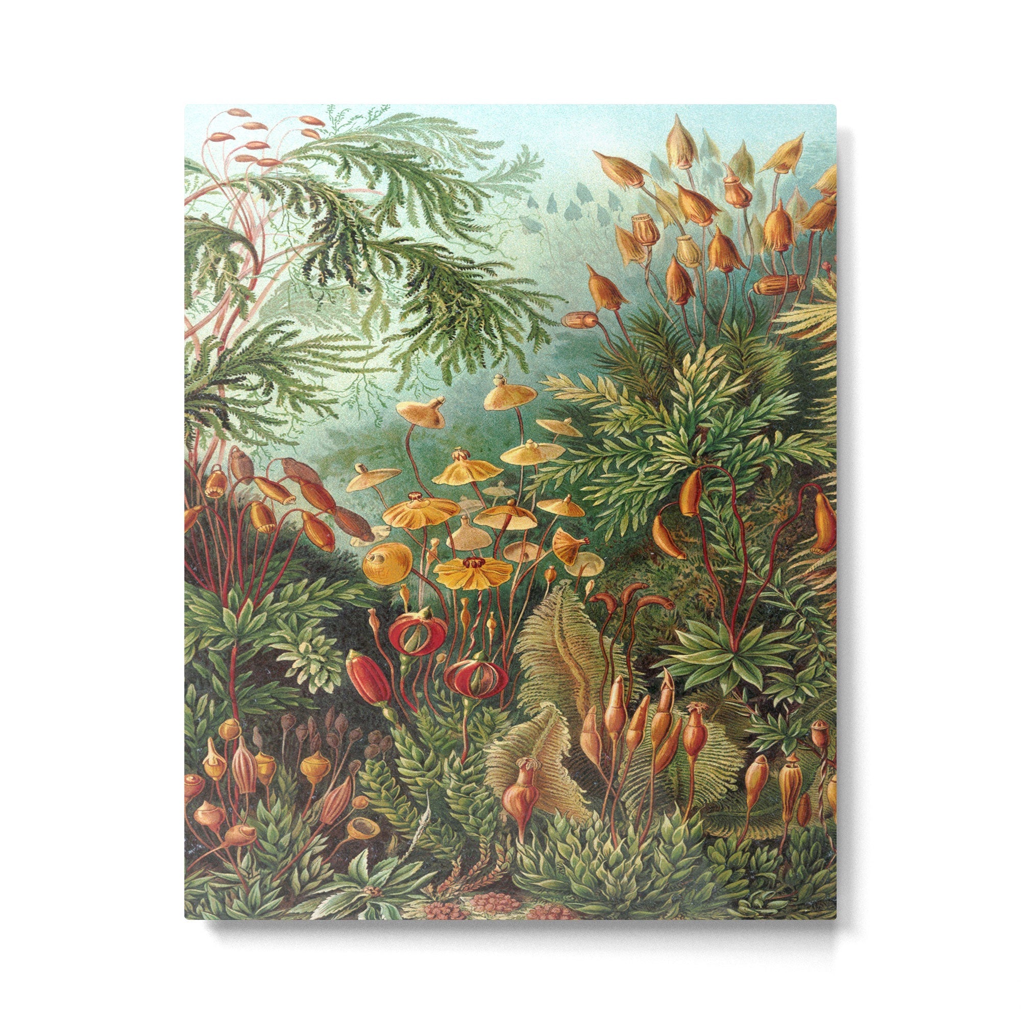 Ernst-haeckel-Kunstformen-der-Natur-viintage Metal Print | TeksDecor