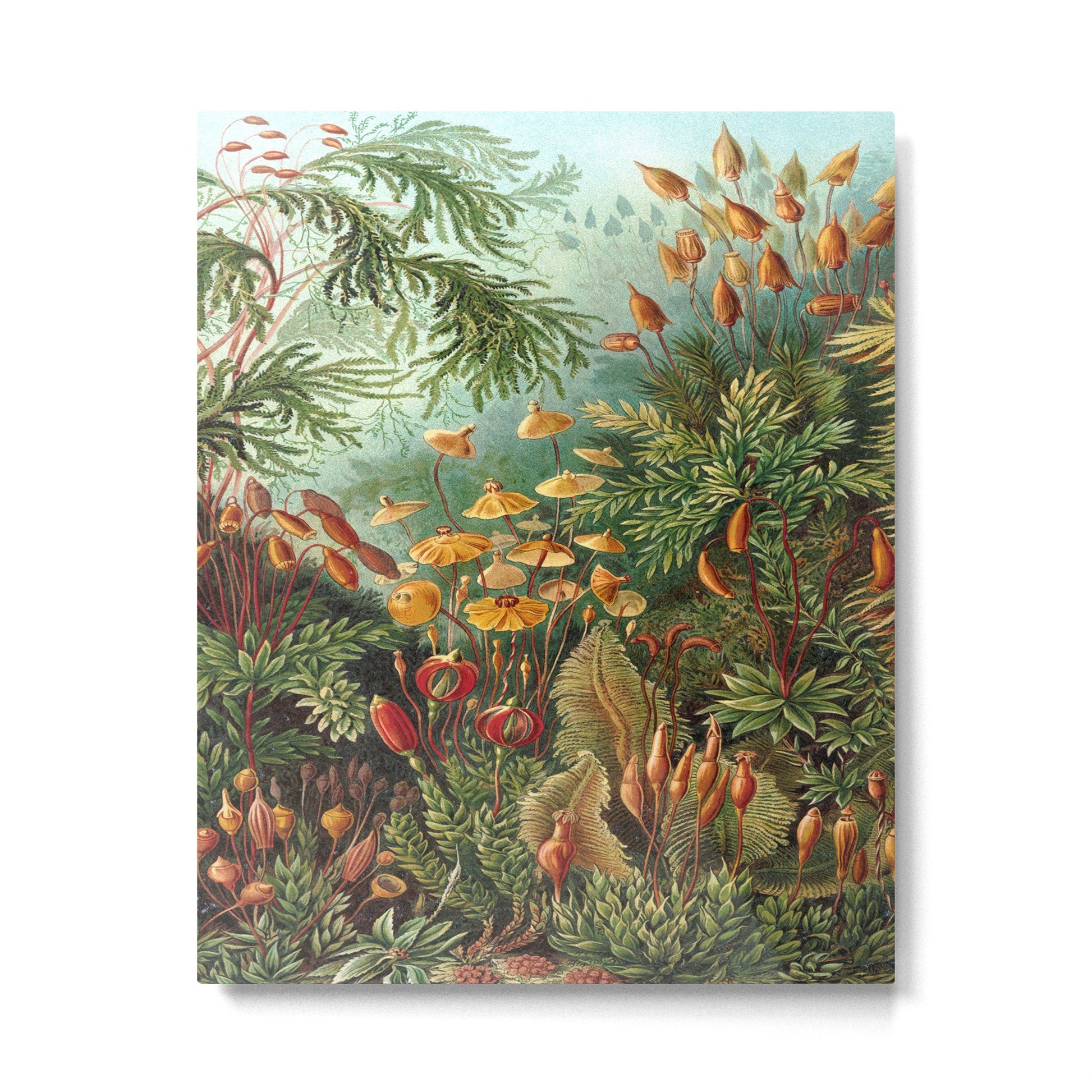 Ernst-haeckel-Kunstformen-der-Natur-viintage Metal Print | TeksDecor