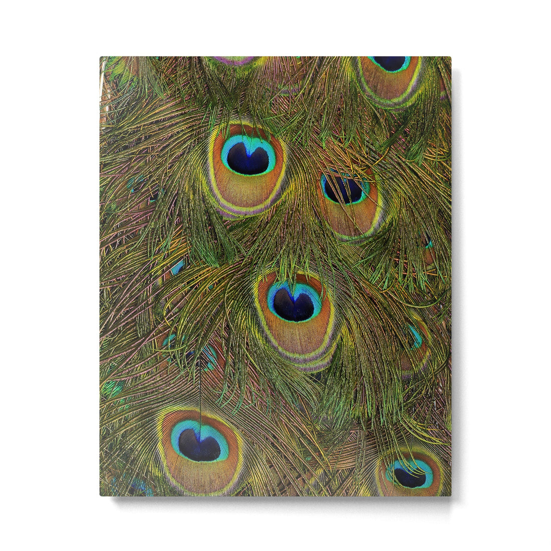 peacock feathers Metal Print | TeksDecor