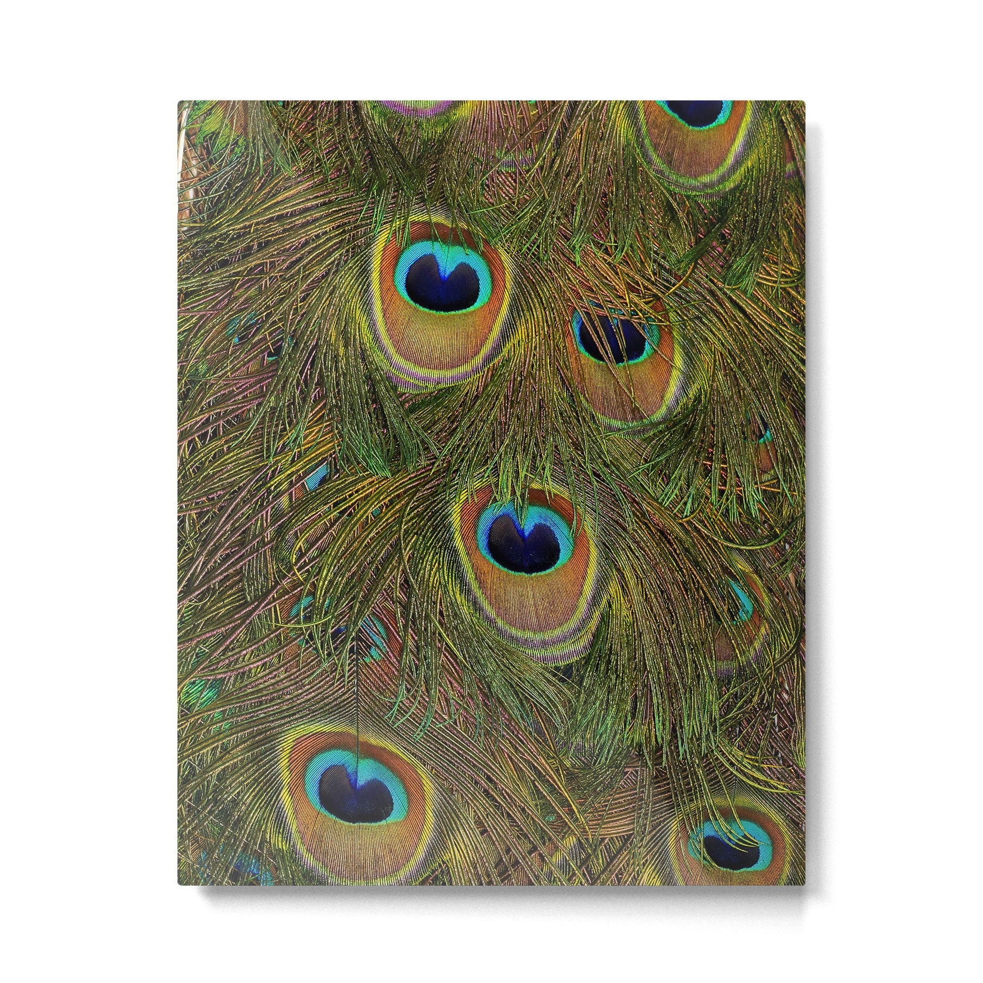 peacock feathers Metal Print | TeksDecor