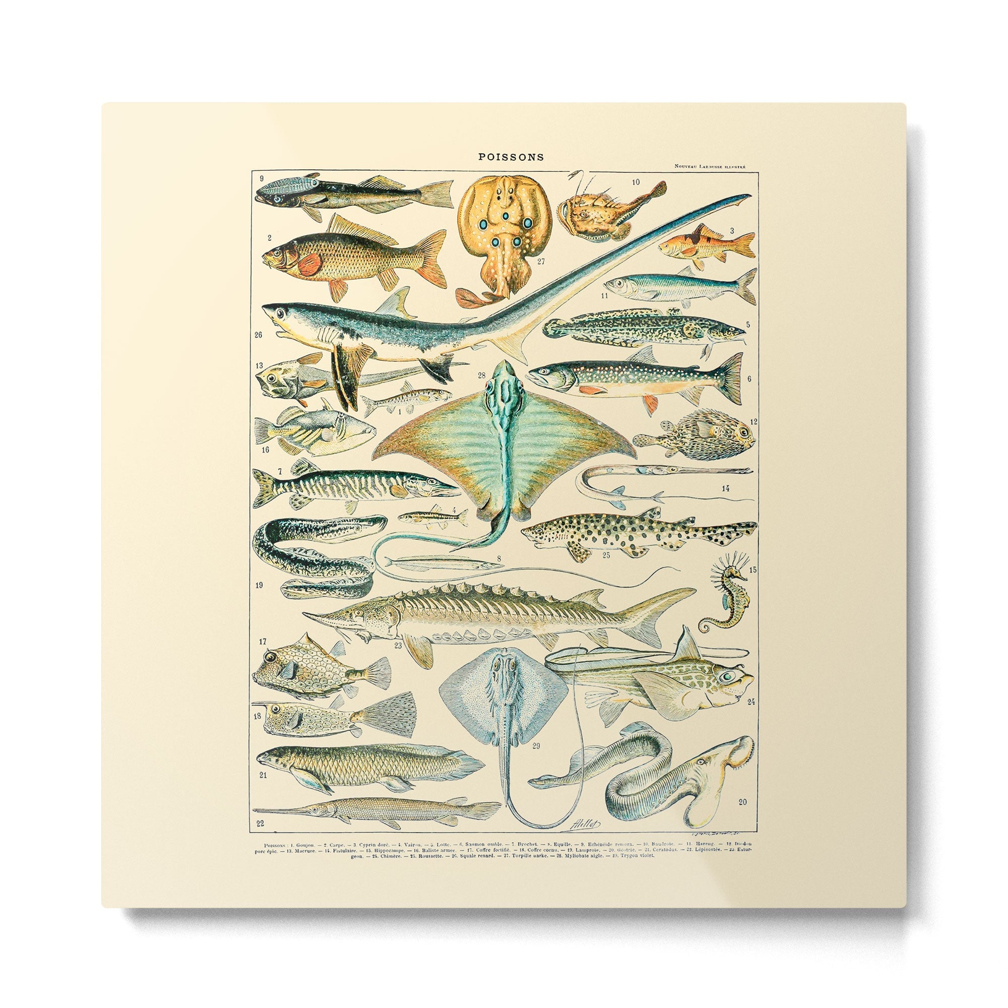 Vintage Fishing Diagram // Poissons II by Adolphe Millot 19th Century Science Textbook Artwork Metal Print | TeksDecor
