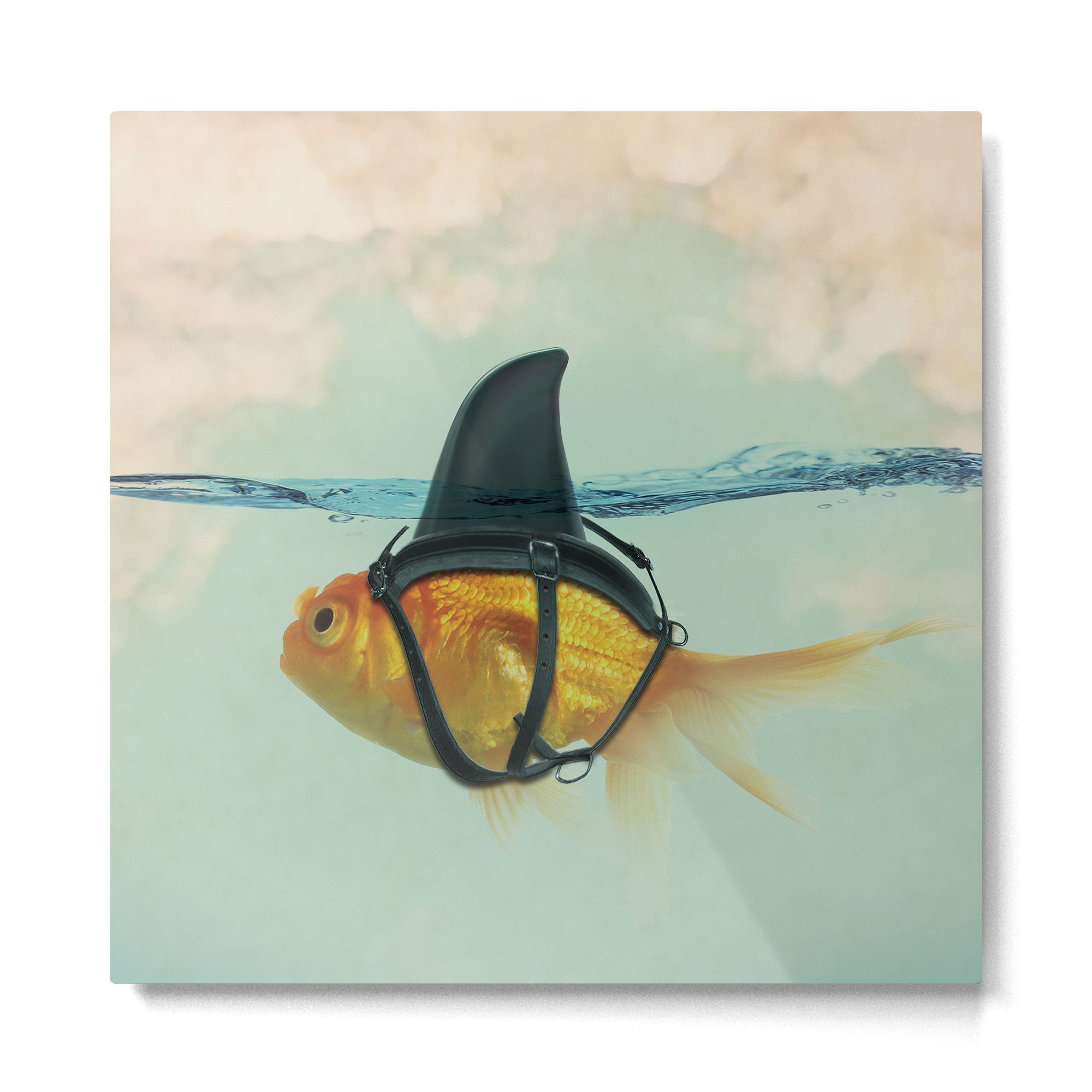 Brilliant DISGUISE - Goldfish with a Shark Fin Metal Print | TeksDecor