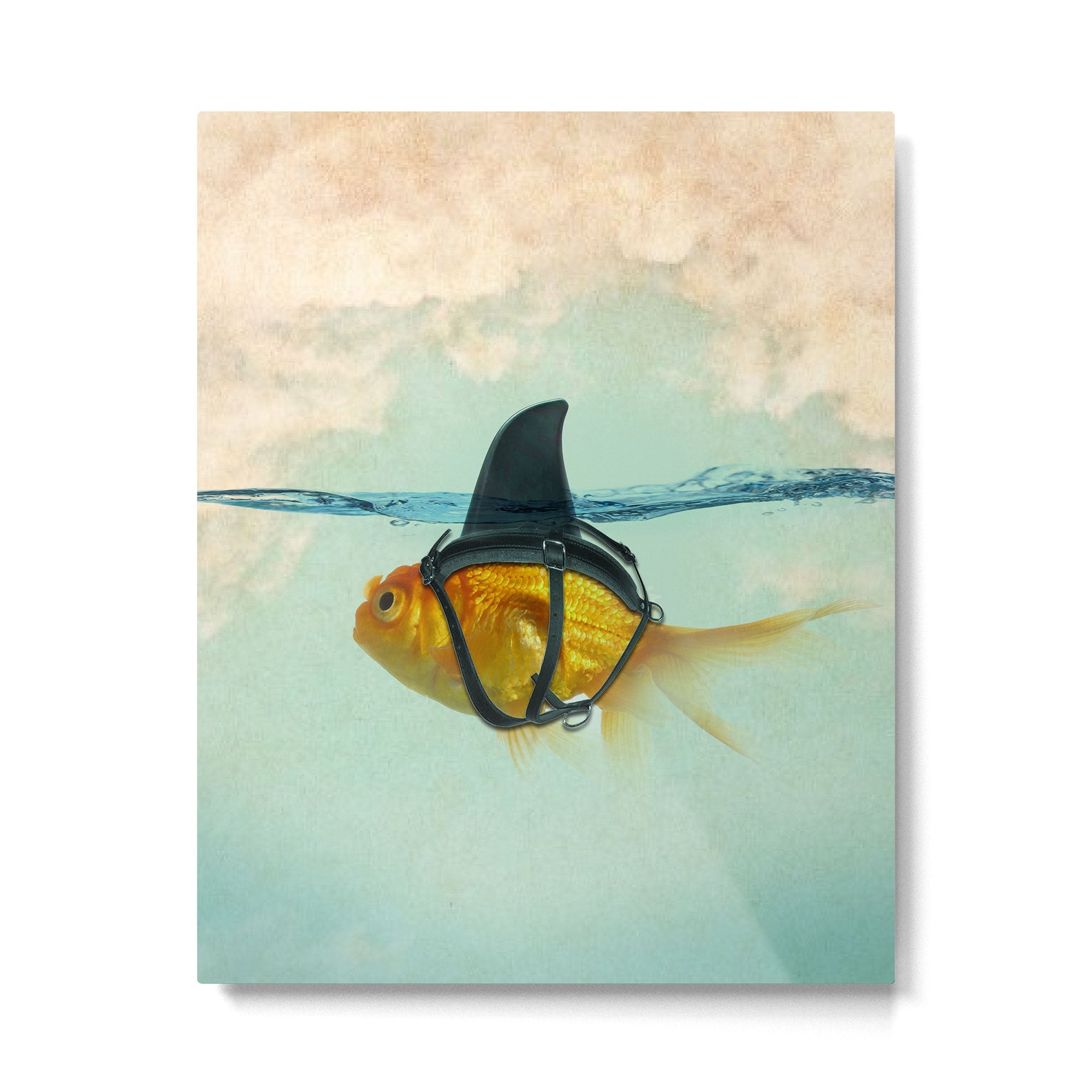 Brilliant DISGUISE - Goldfish with a Shark Fin Metal Print | TeksDecor