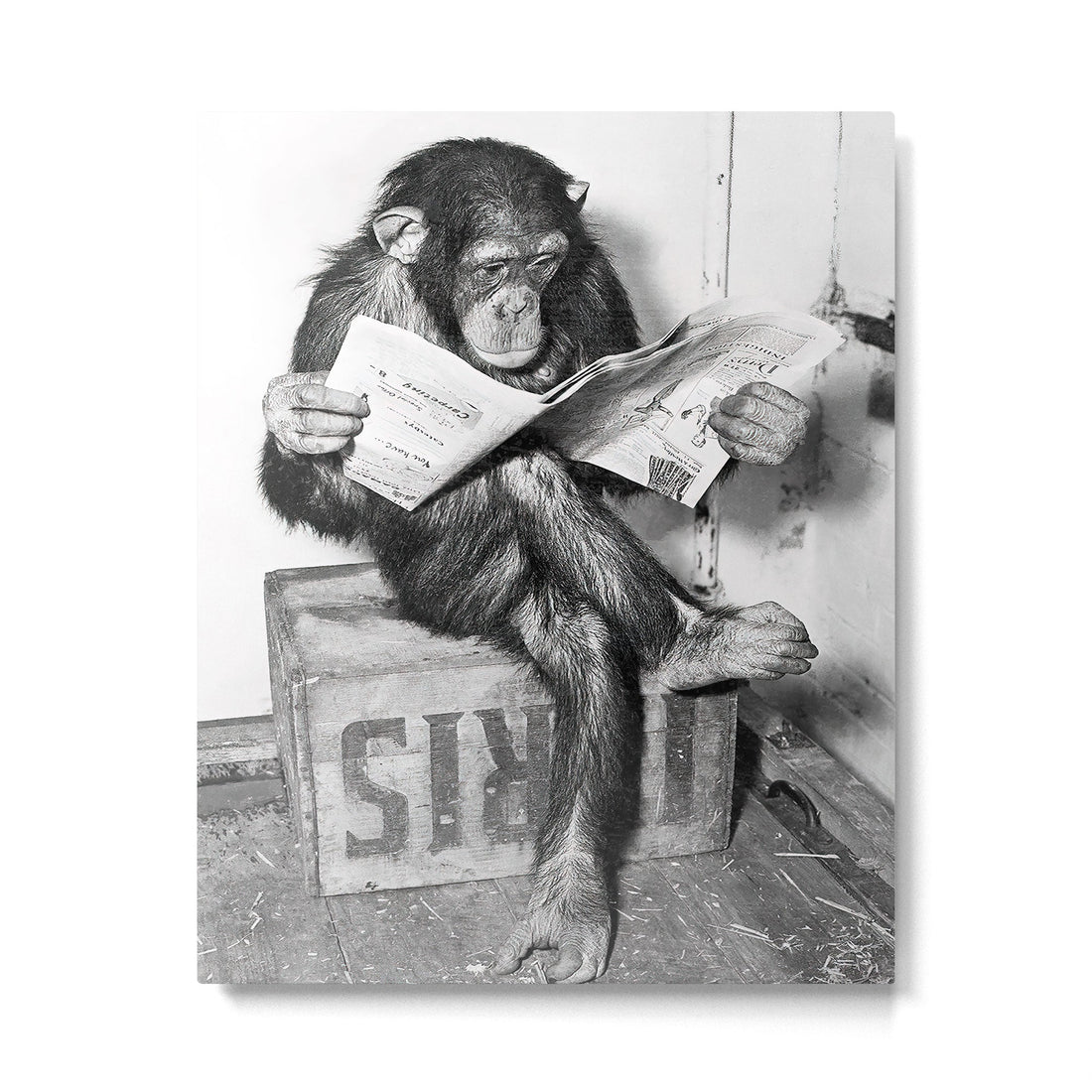 Chimpanzee Reading Newspaper, Black and White Vintage Art Metal Print | TeksDecor