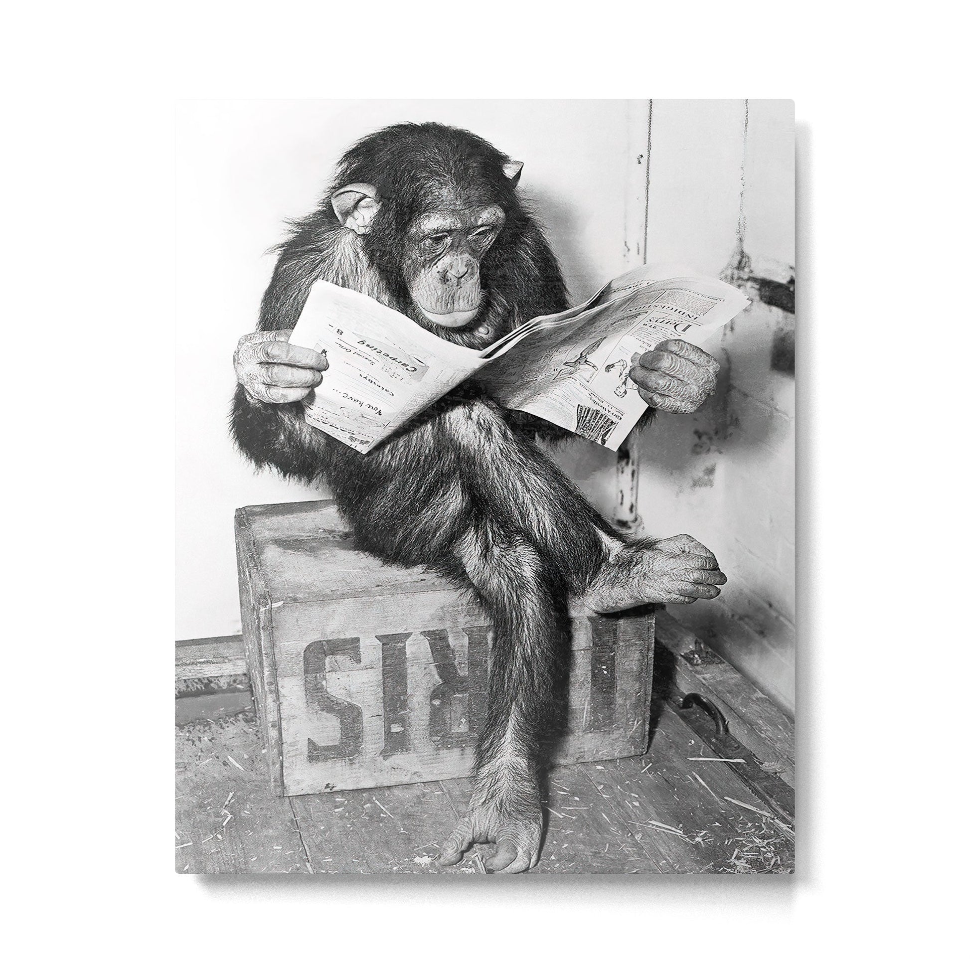 Chimpanzee Reading Newspaper, Black and White Vintage Art Metal Print | TeksDecor